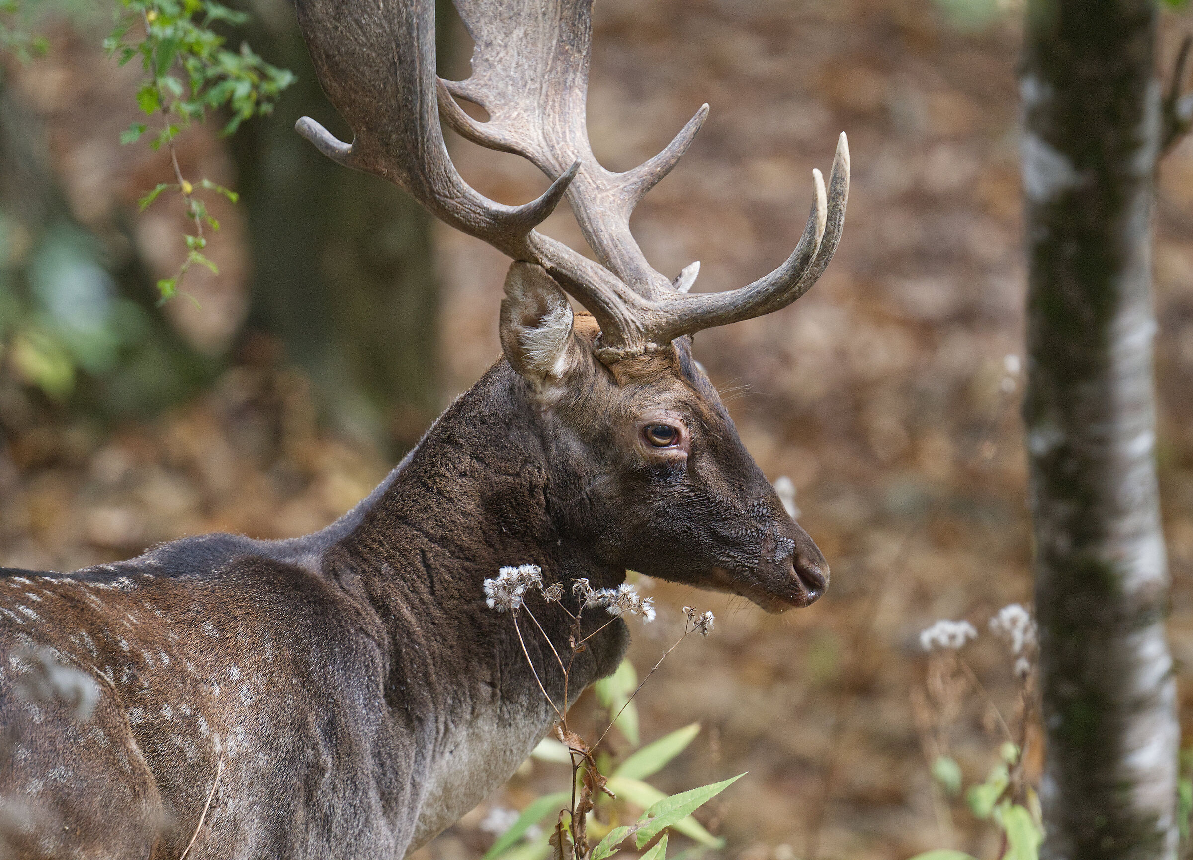 Male fallow deer