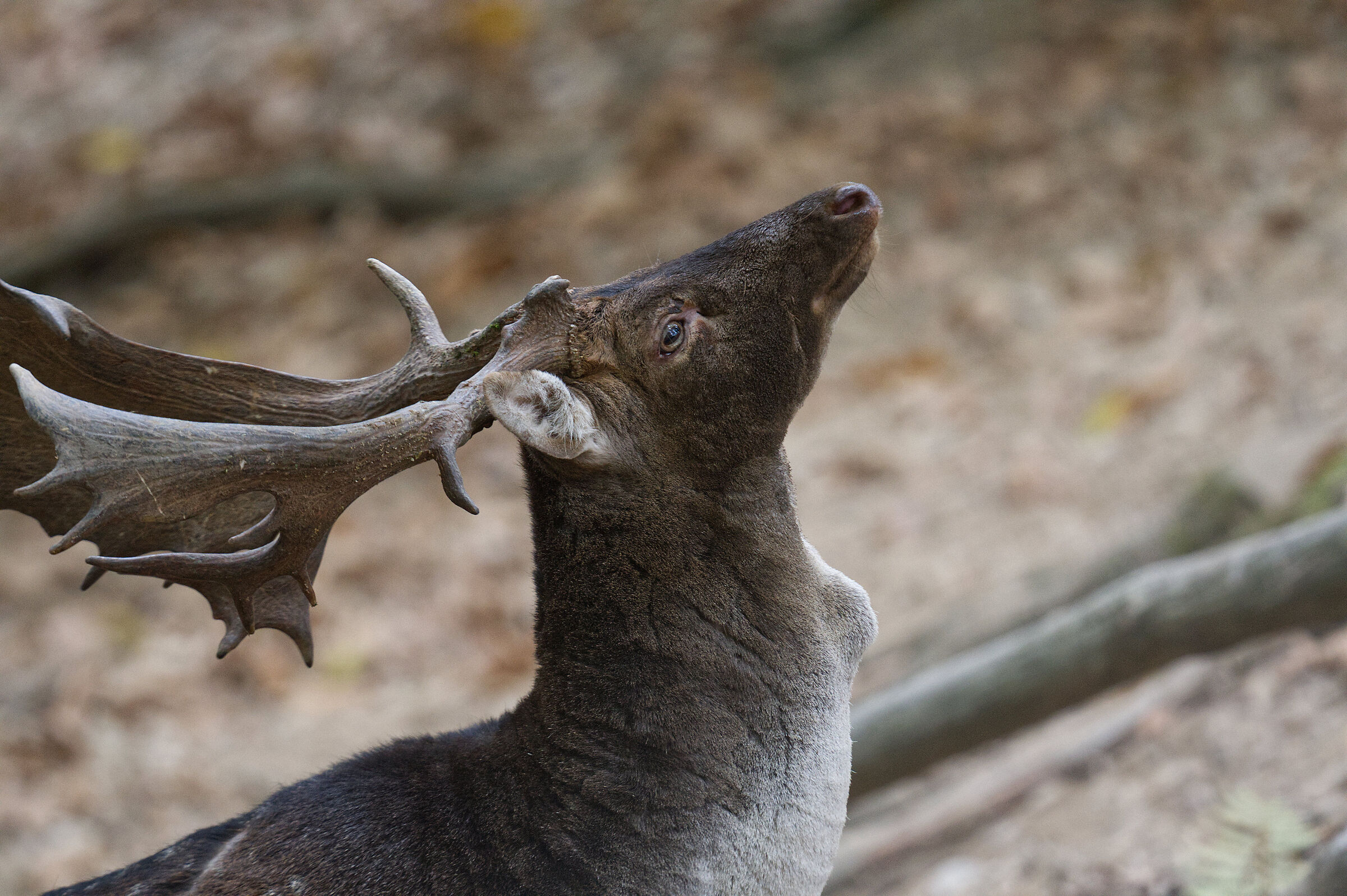 Portrait of a fallow deer