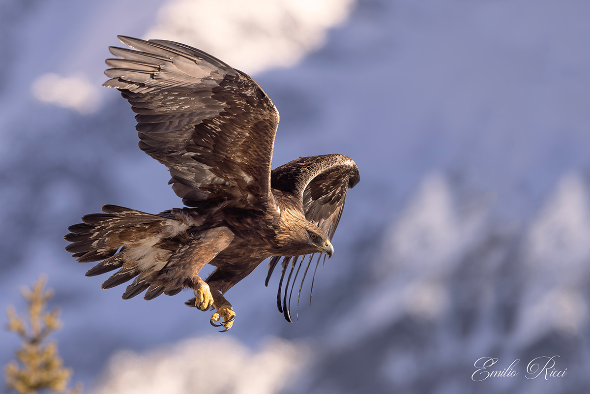 Golden Eagle Italian Alps