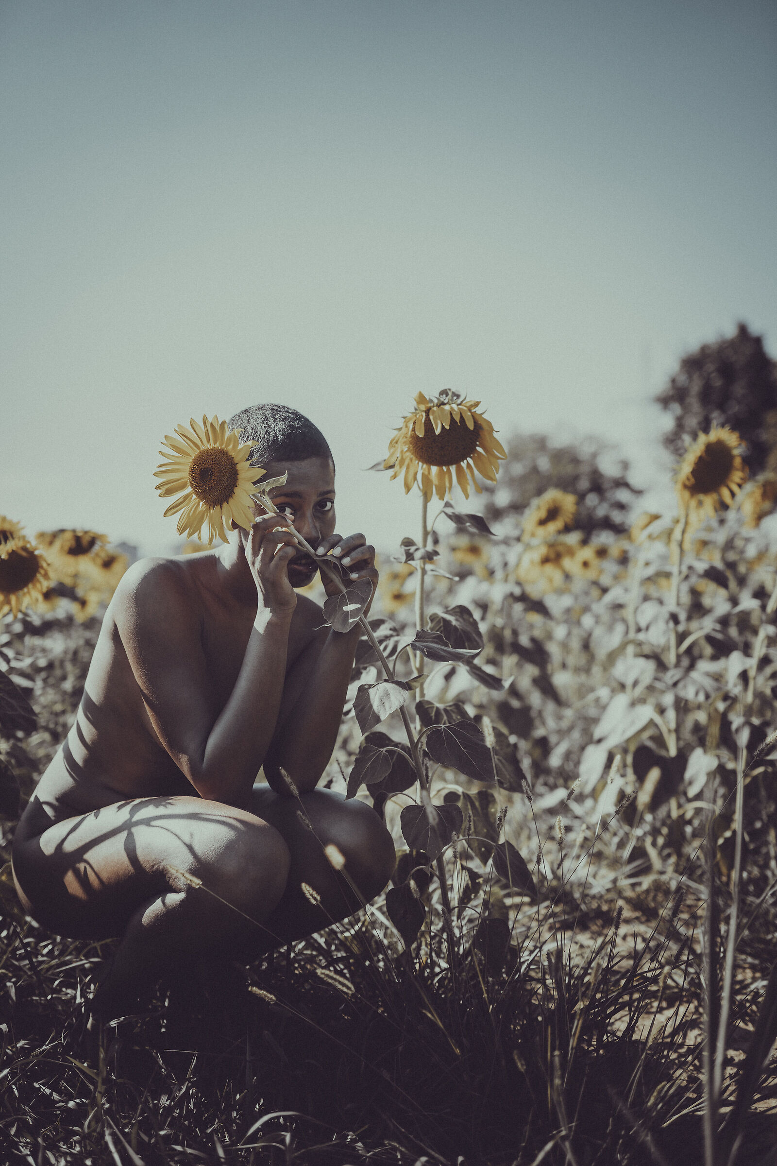 Sunflowers