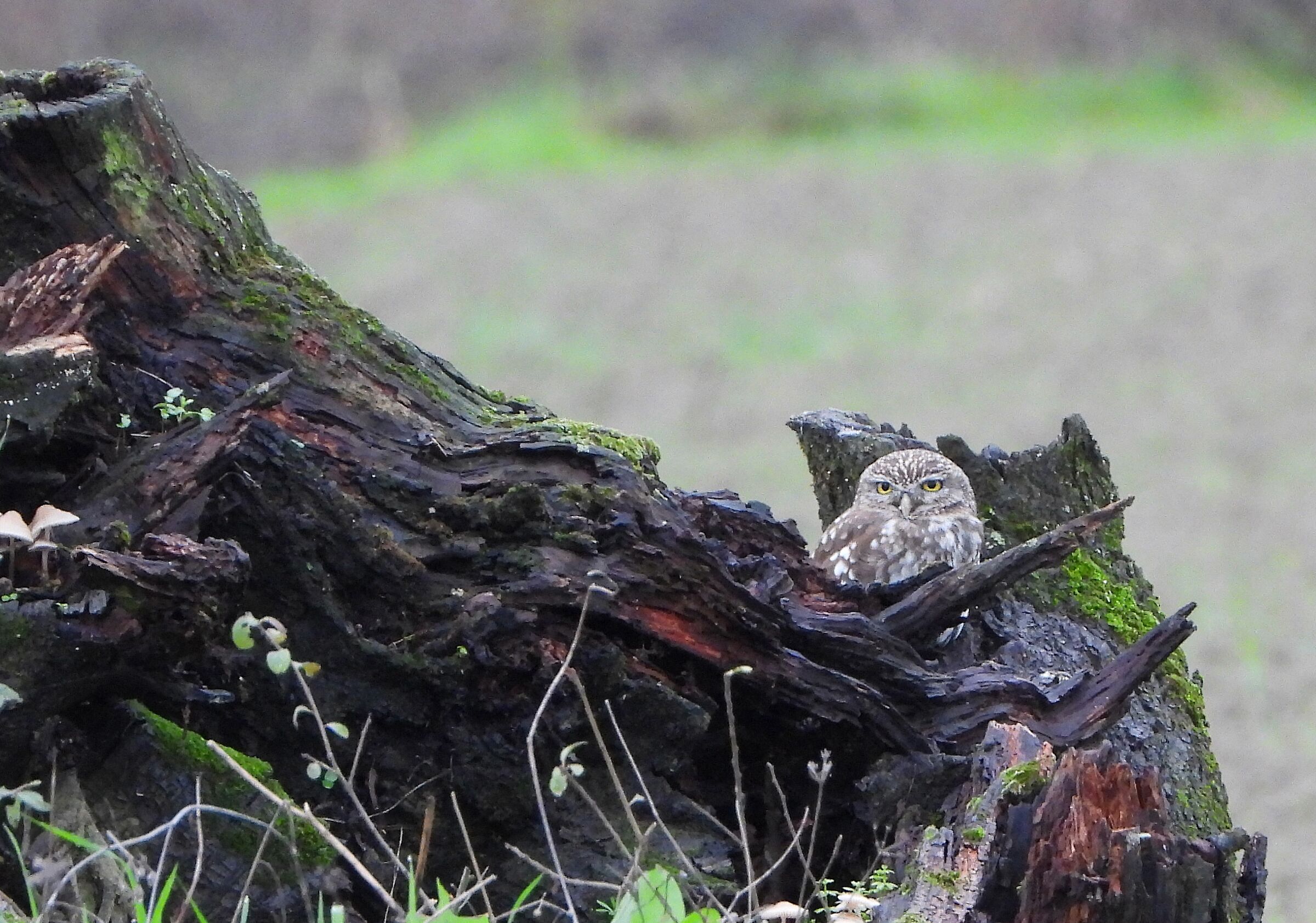Civetta (Athene noctua)