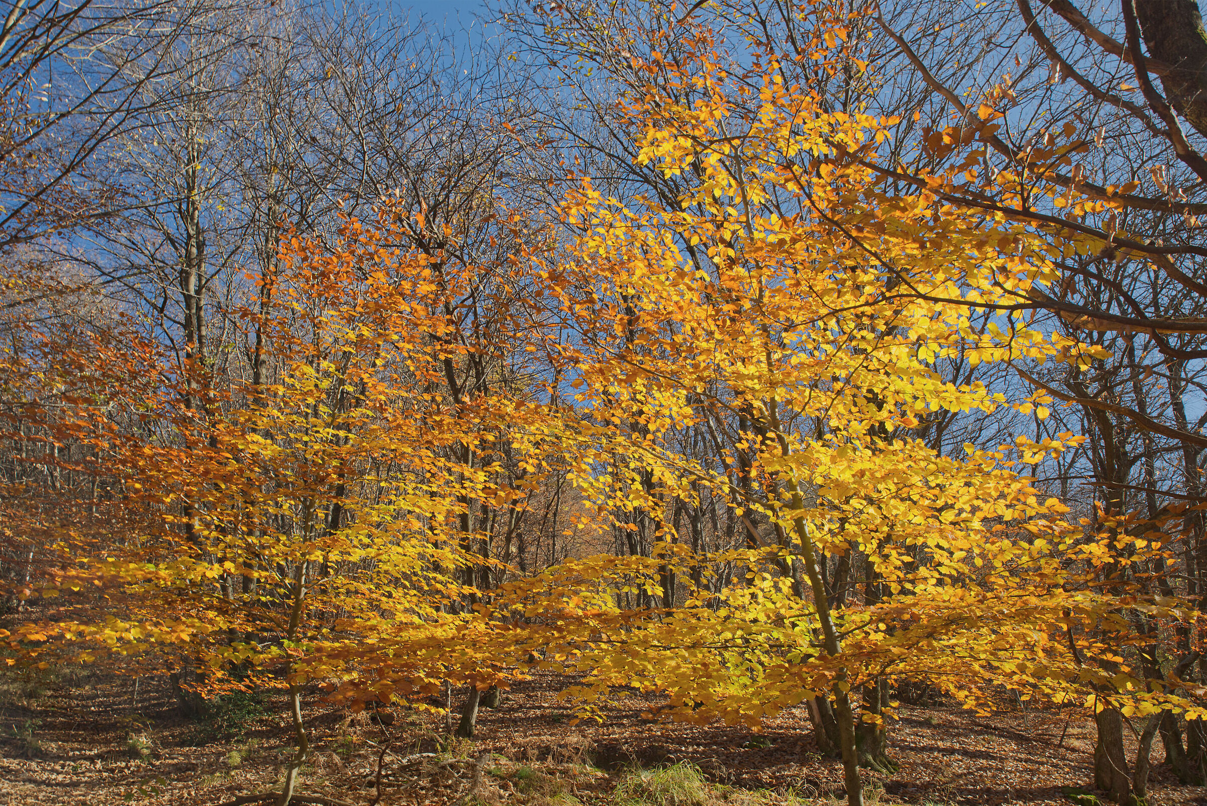 A dip in the woods - November 2022