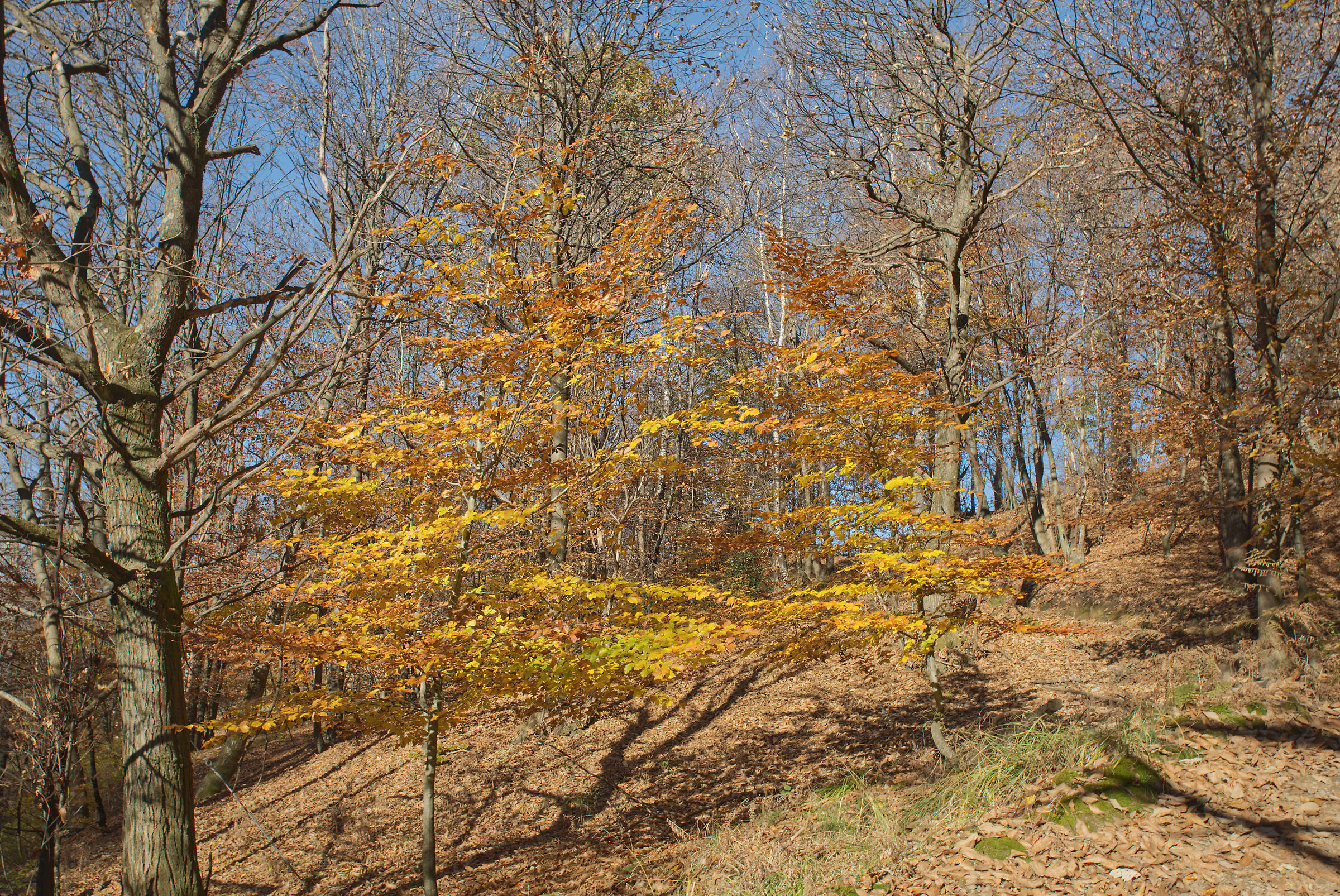 A dip in the woods - November 2022