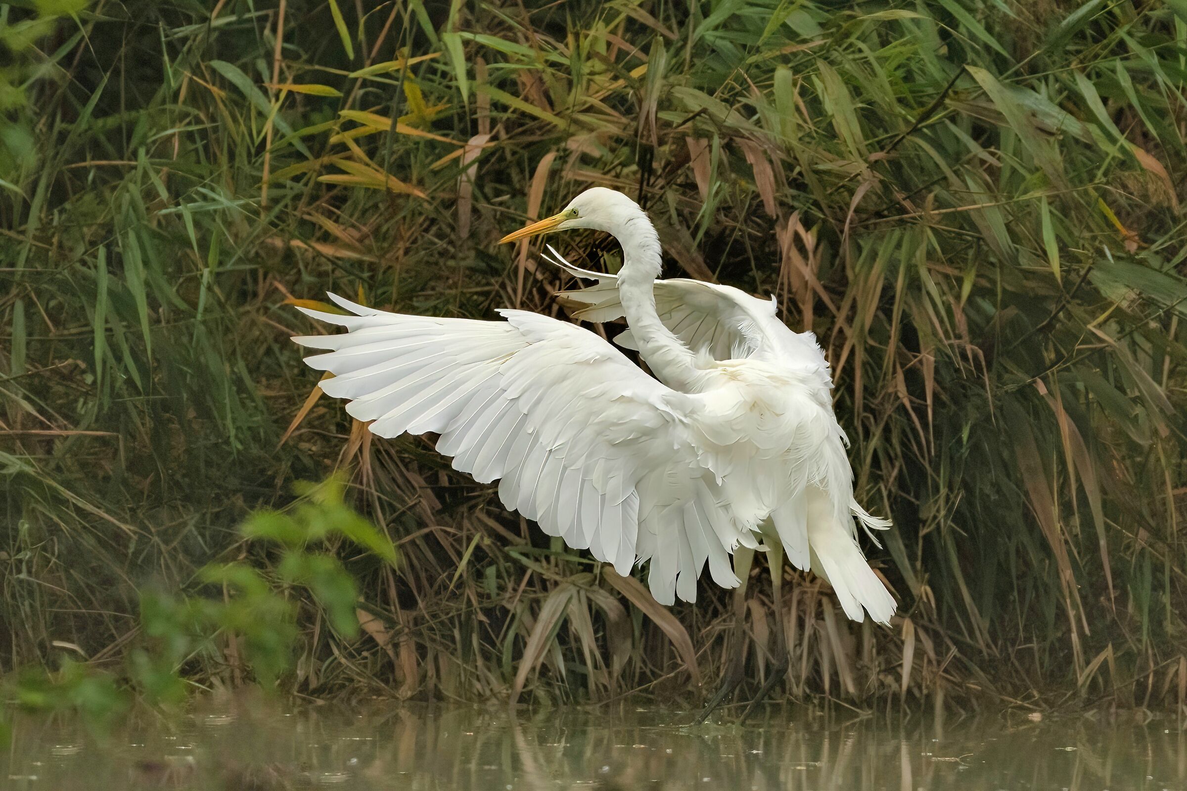 Great Egret (Casmerodius albus)