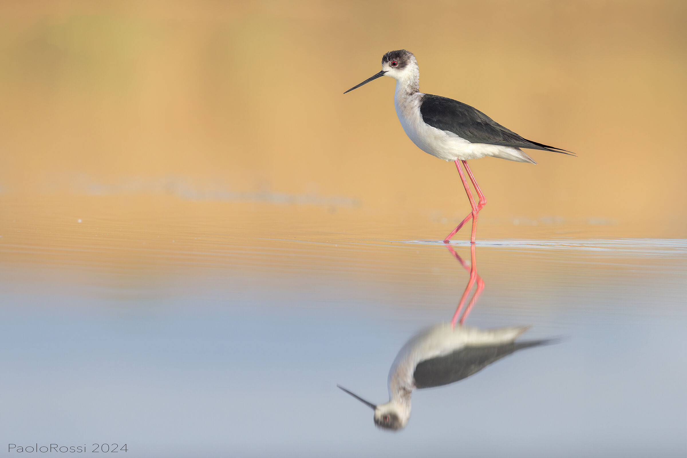 Black-winged Stilt...