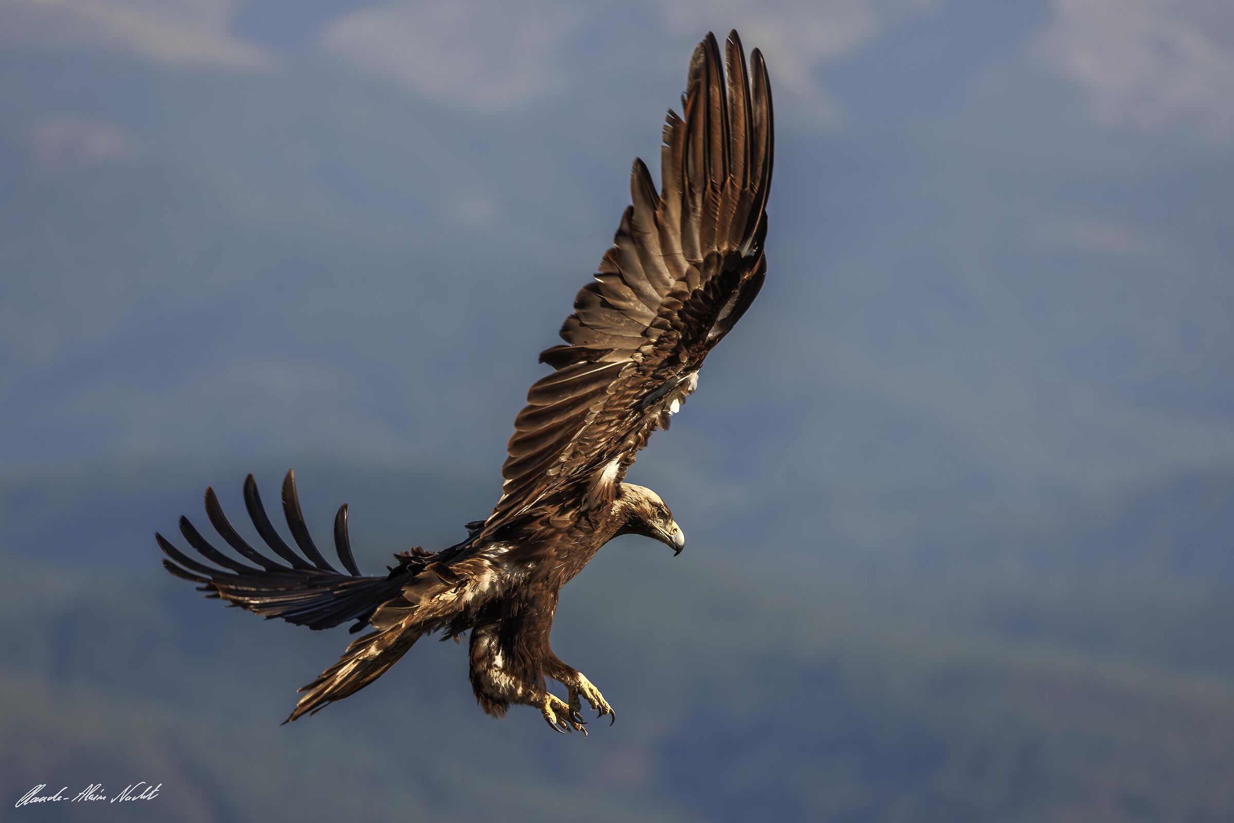 Spanish Imperial Eagle