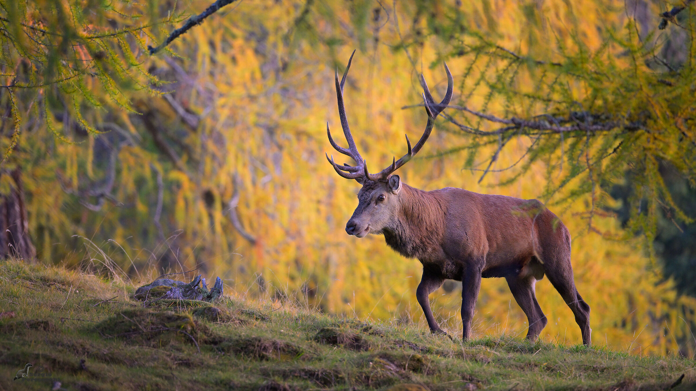 Face to face with the deer
