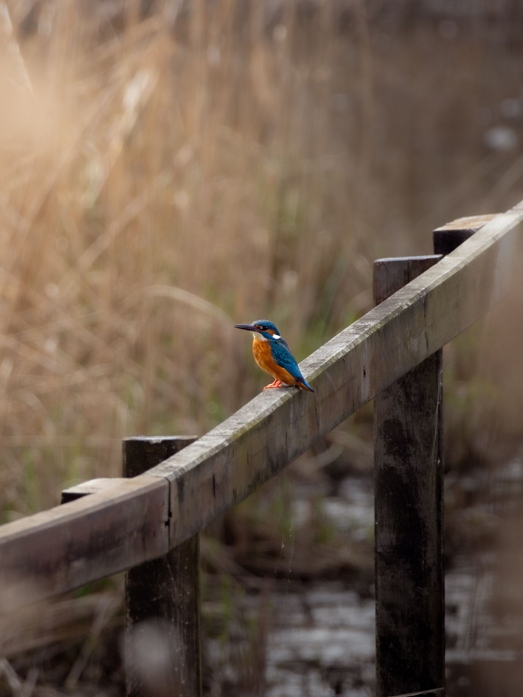 Kingfisher