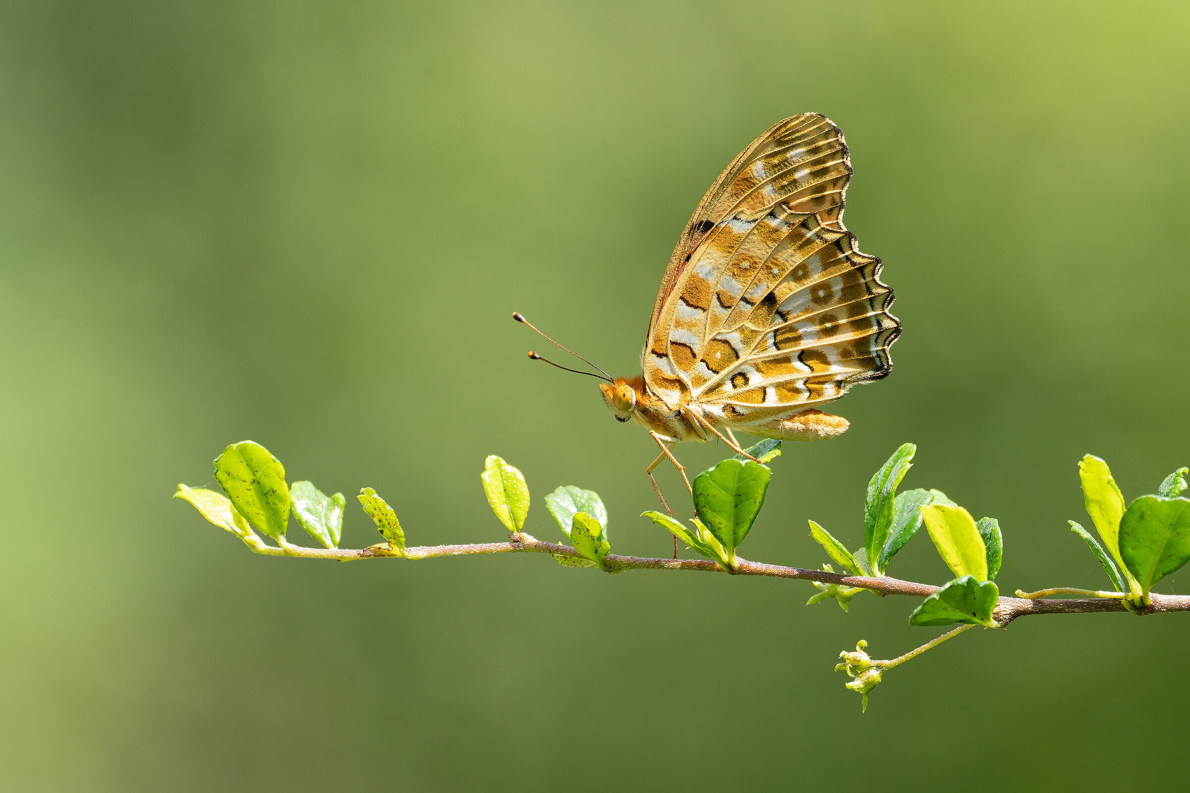 Abbronzatura