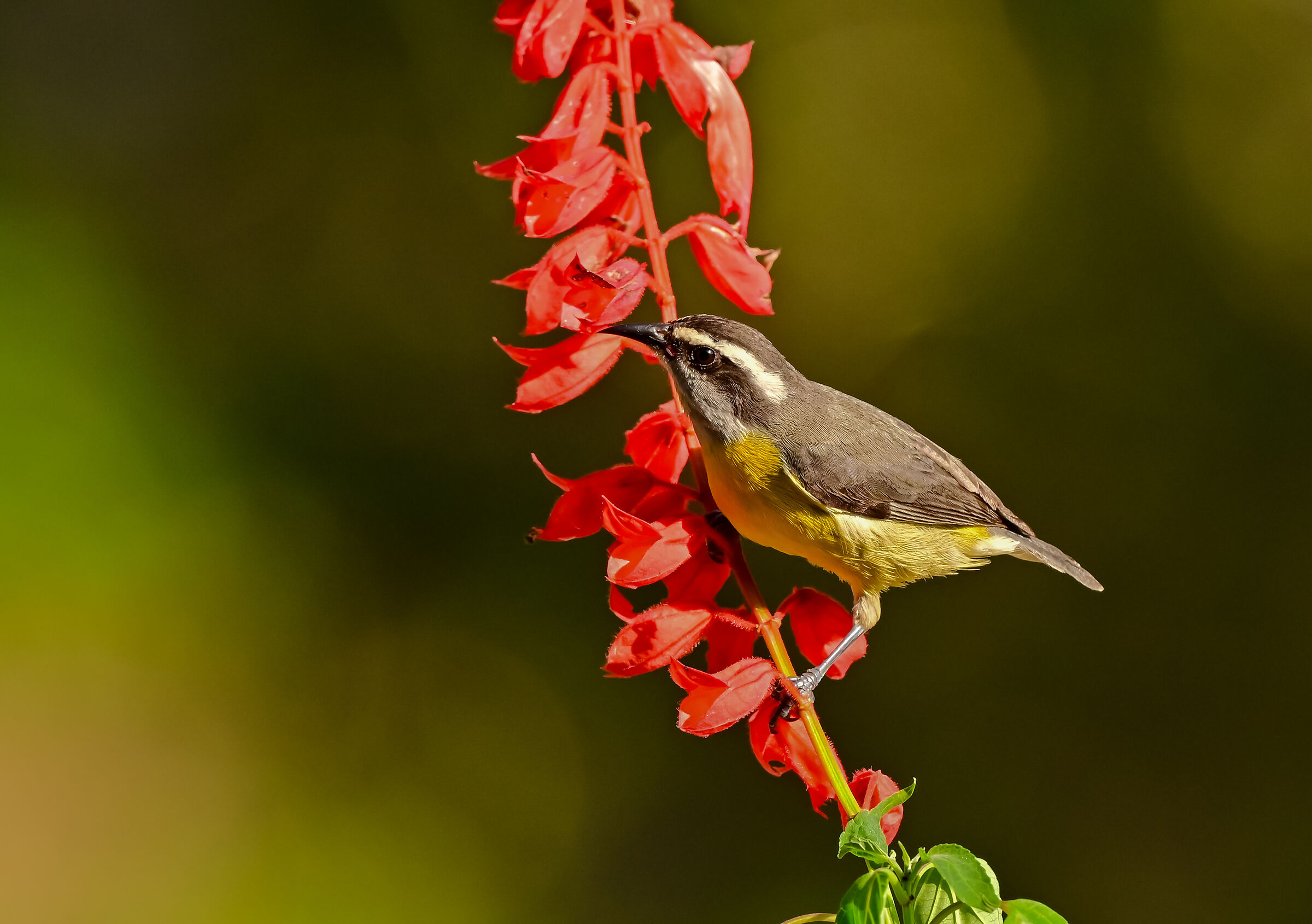 Bananaquit