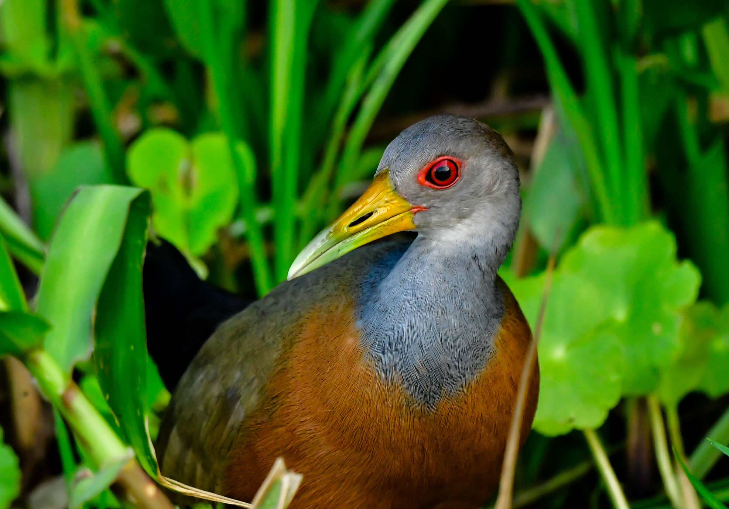 The Grey-necked Rail
