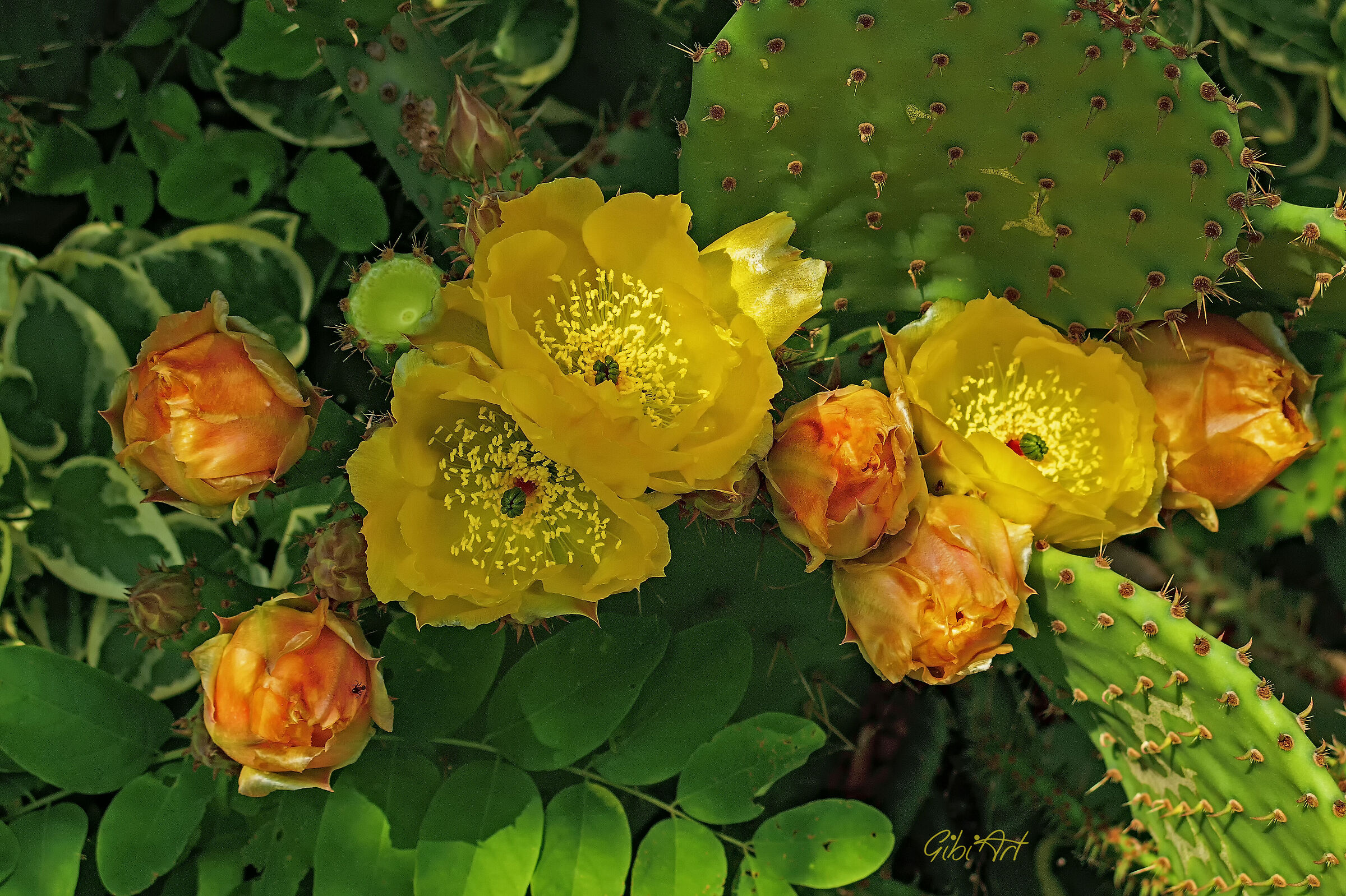 fiori di cactus