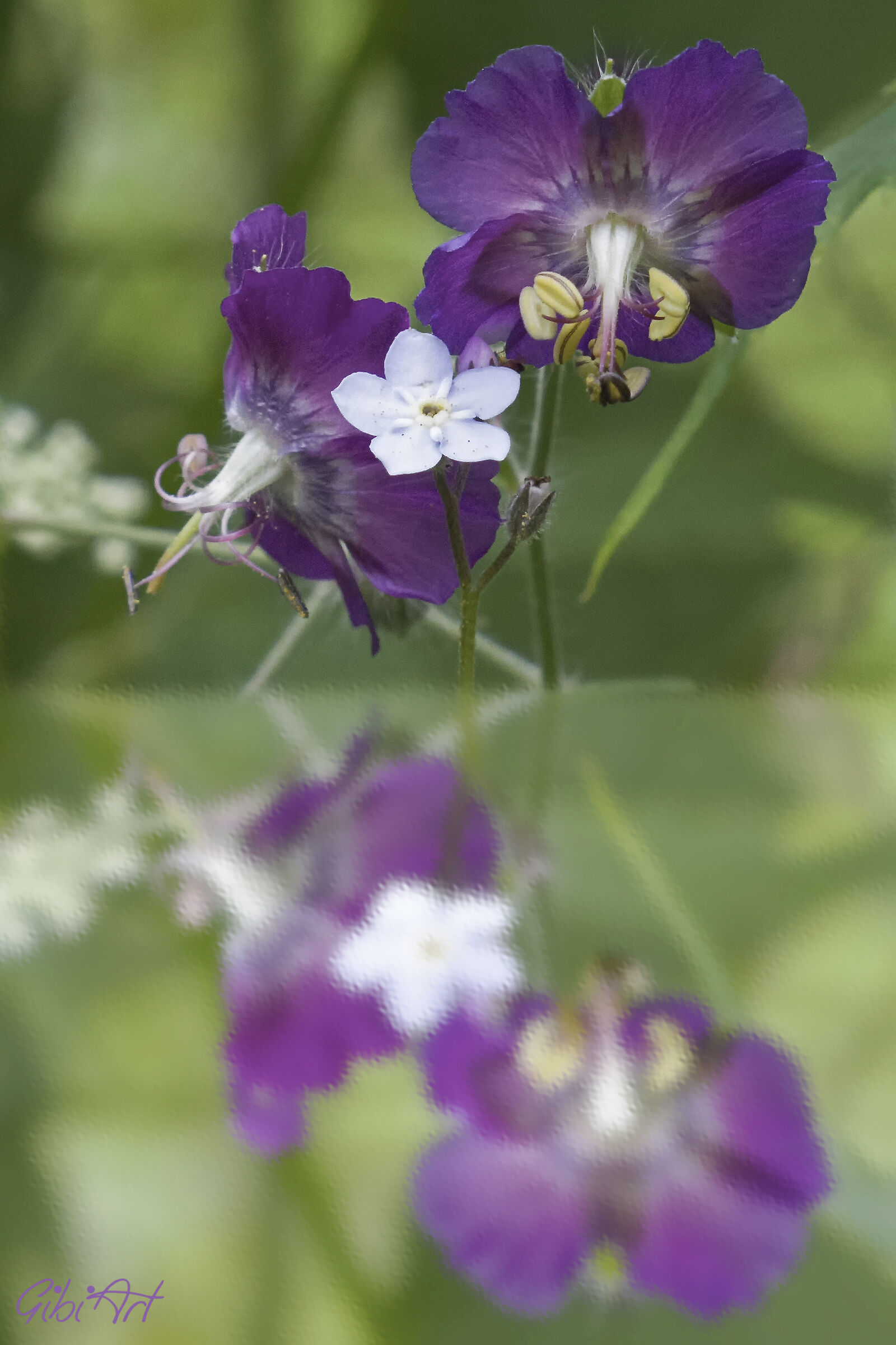 fiori con riflesso