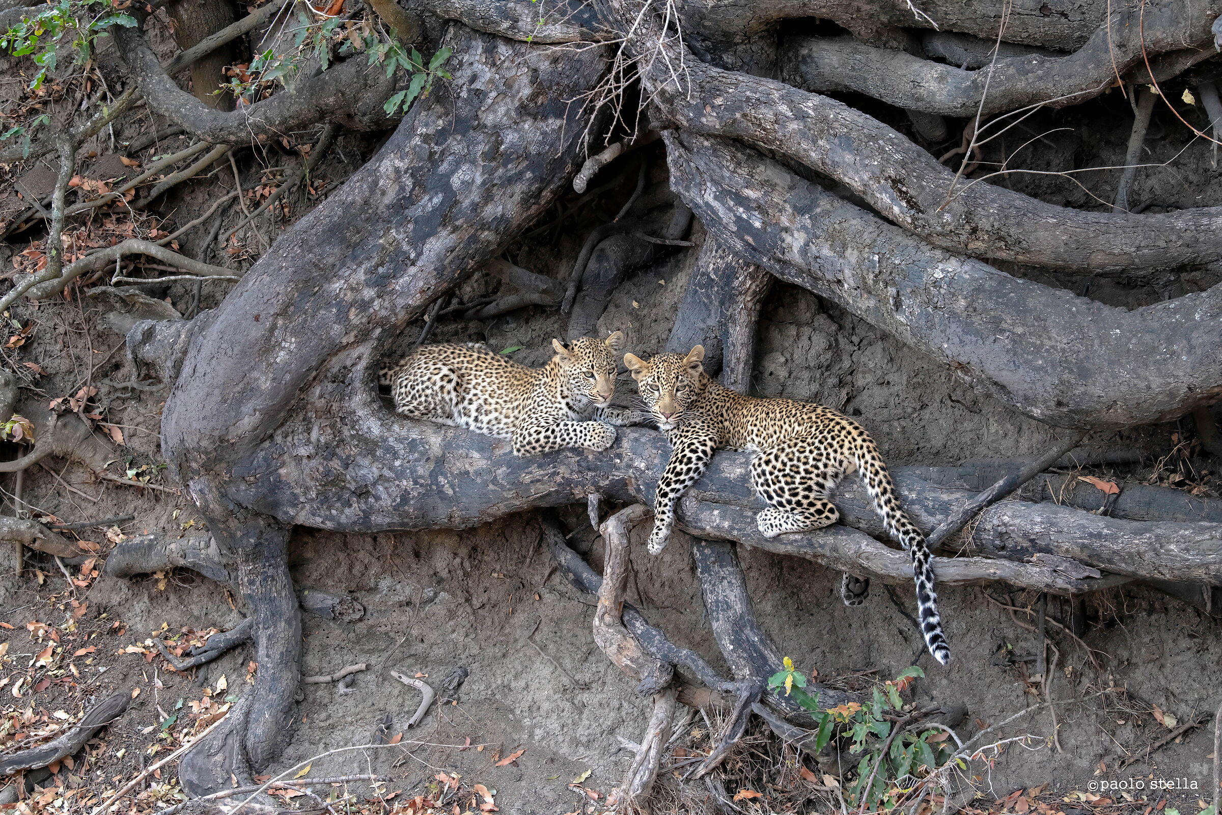 The two little brothers