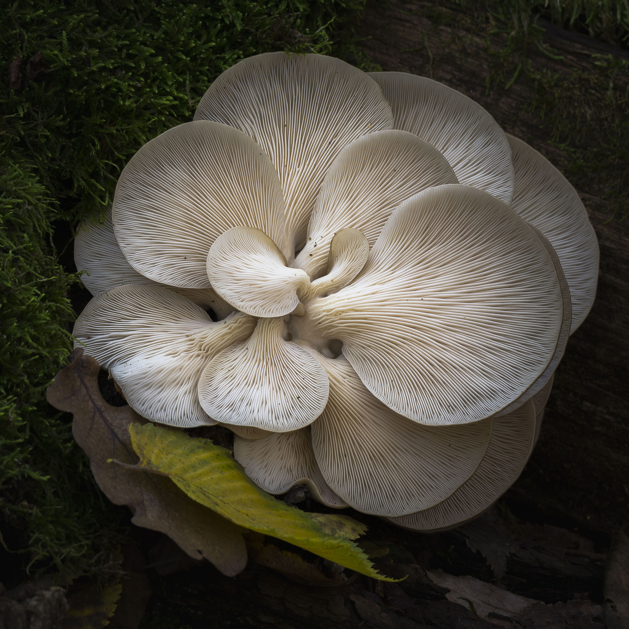 A complicated situation