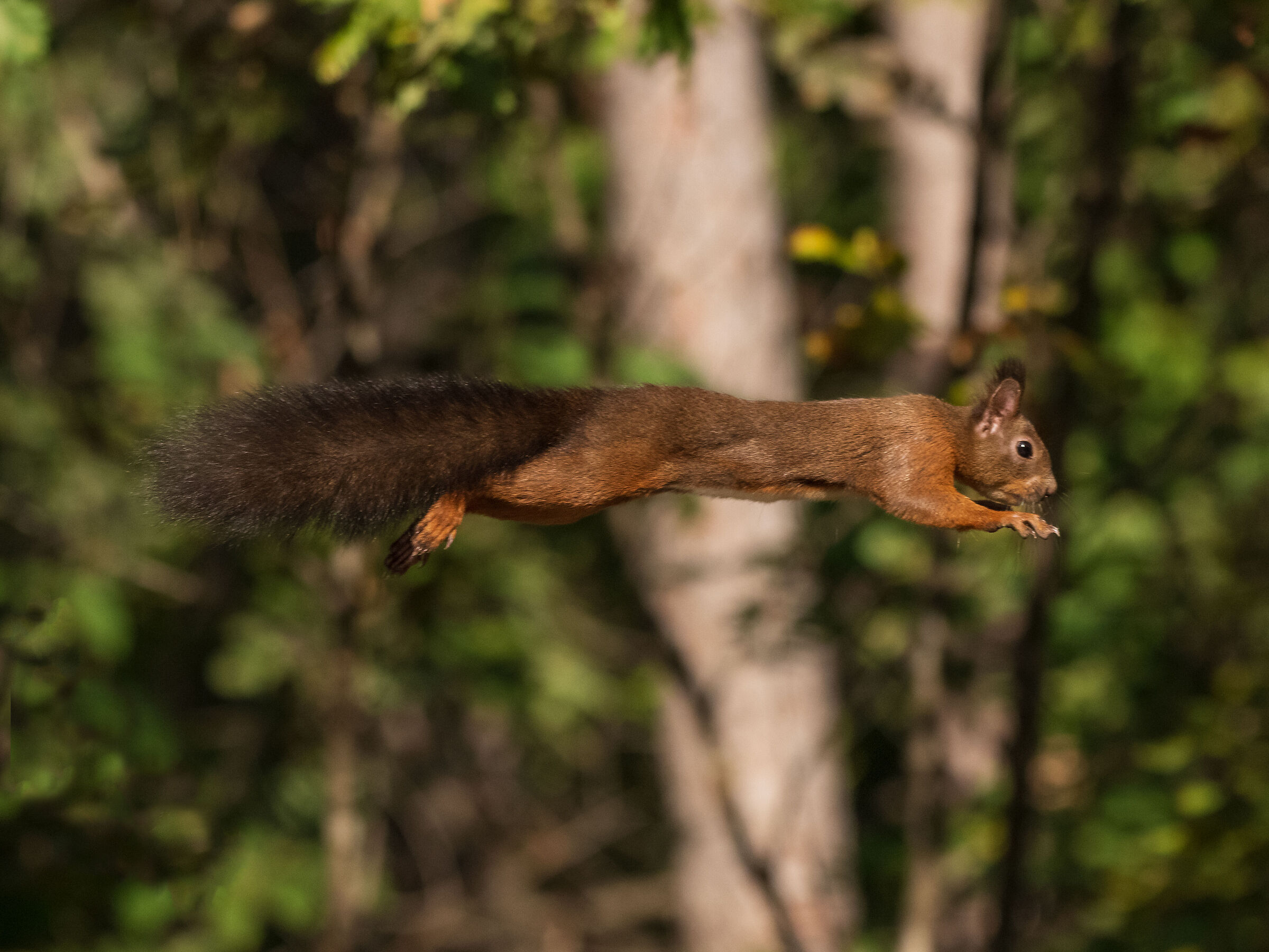 squirrel long jump