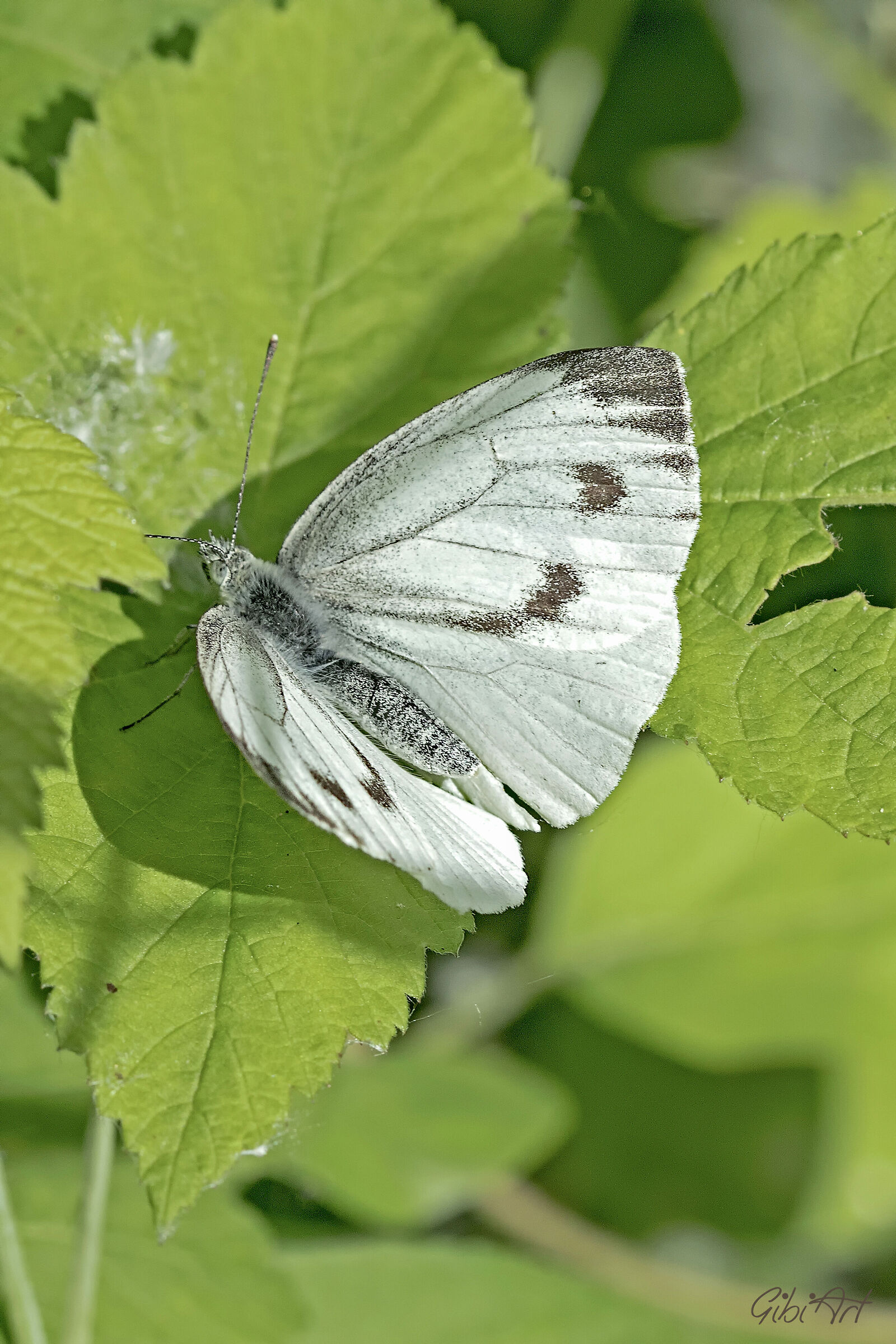 Farfalla