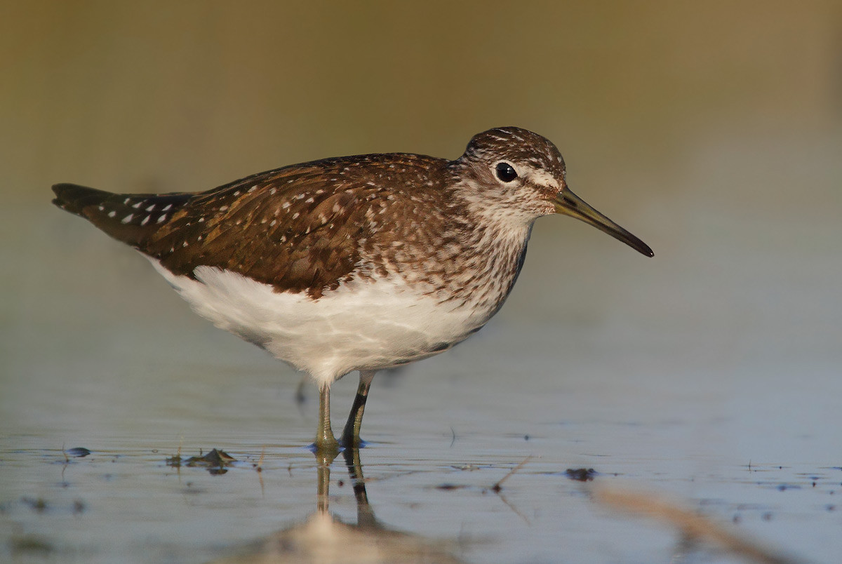 Green Sandpiper