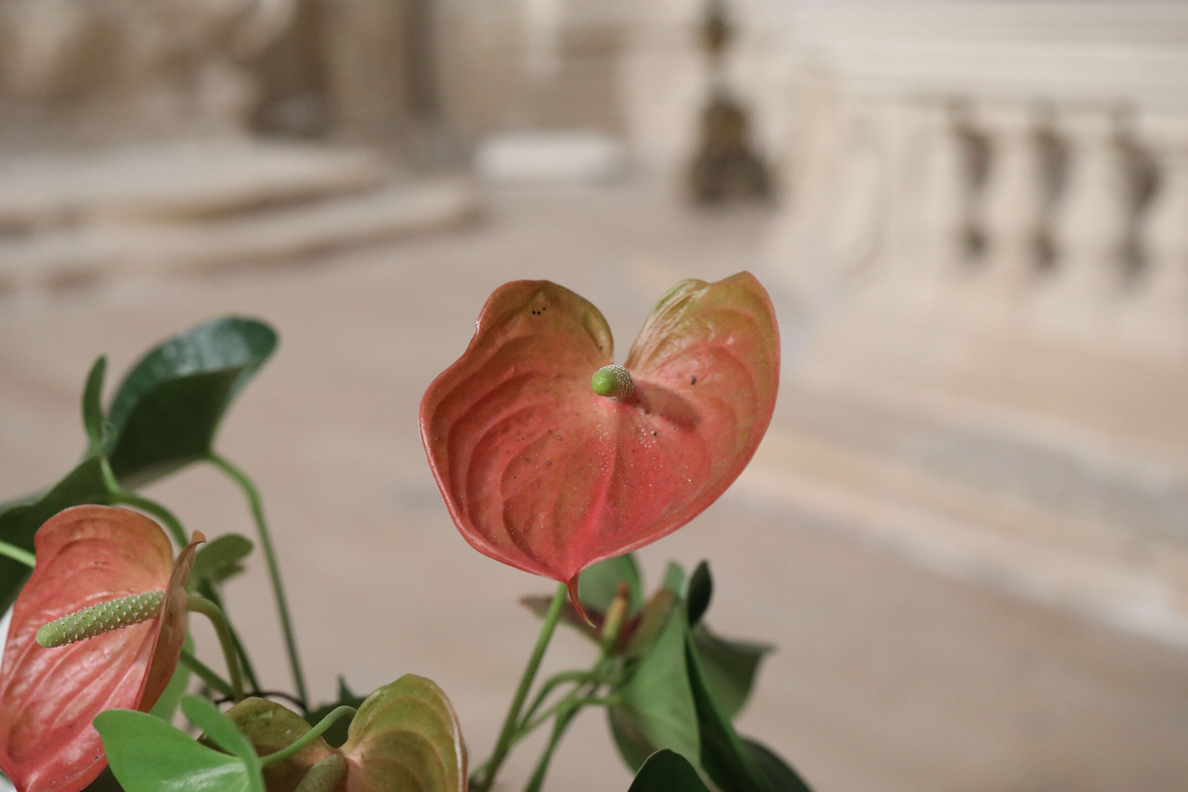 @ " ISO 6 Mila 400 " Canon 5 D IV- Milvus Z. 50, 1...