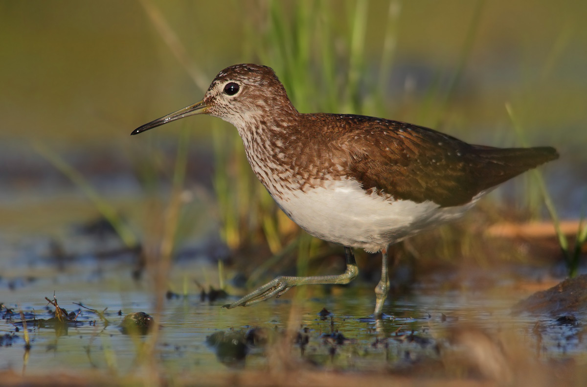 Green Sandpiper