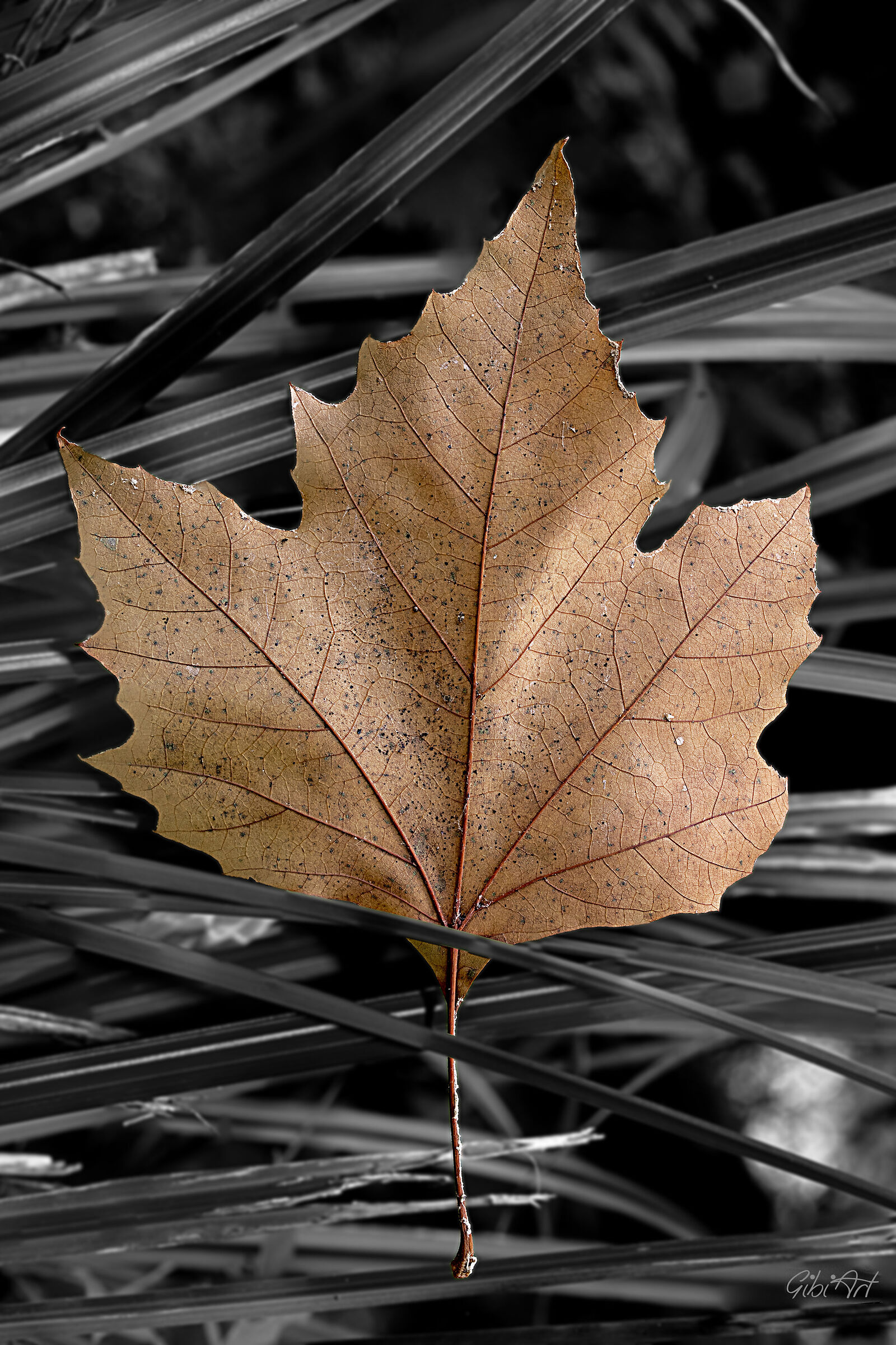 Foglia autunno 2