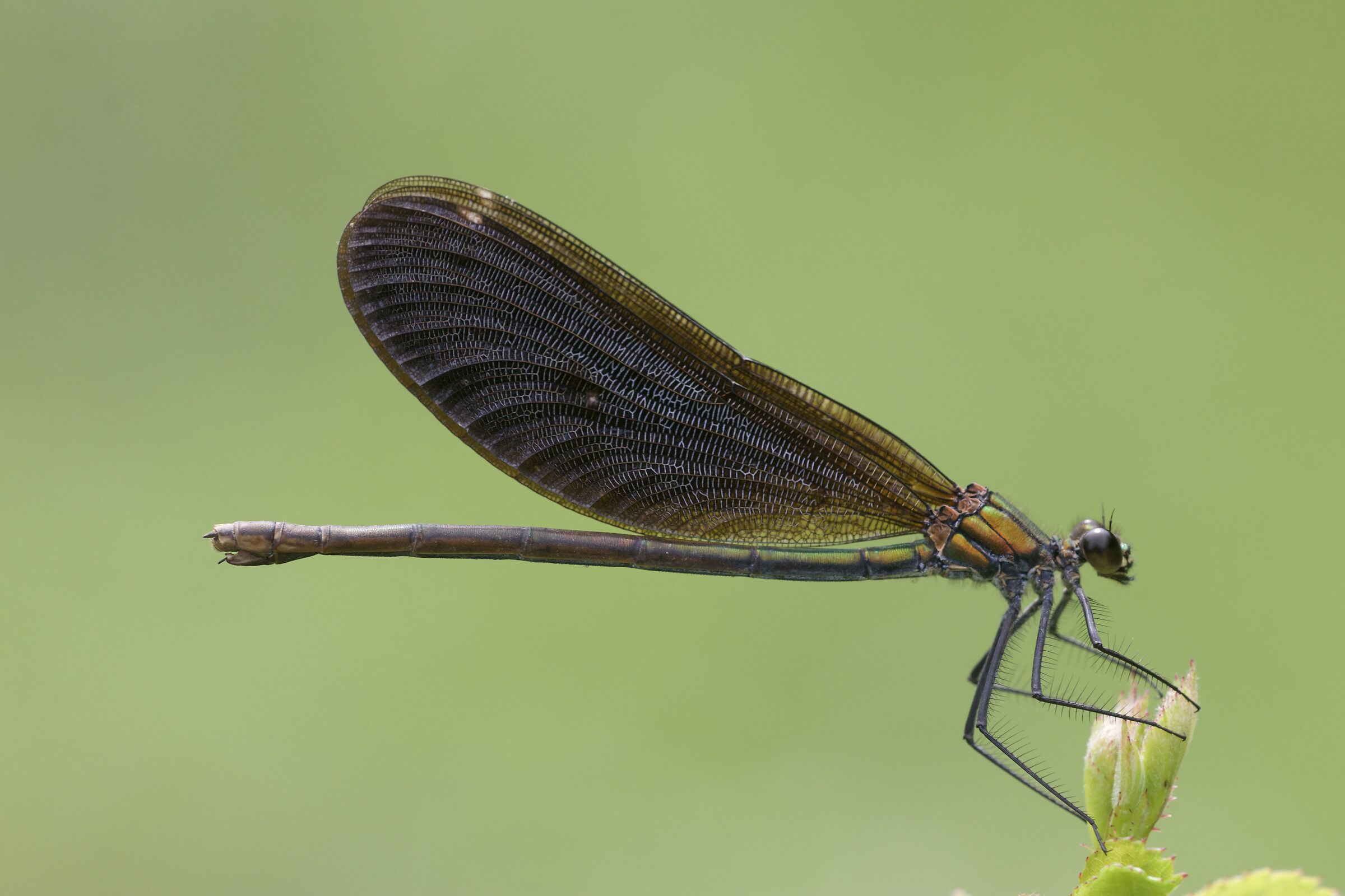 Calopteryx virgo