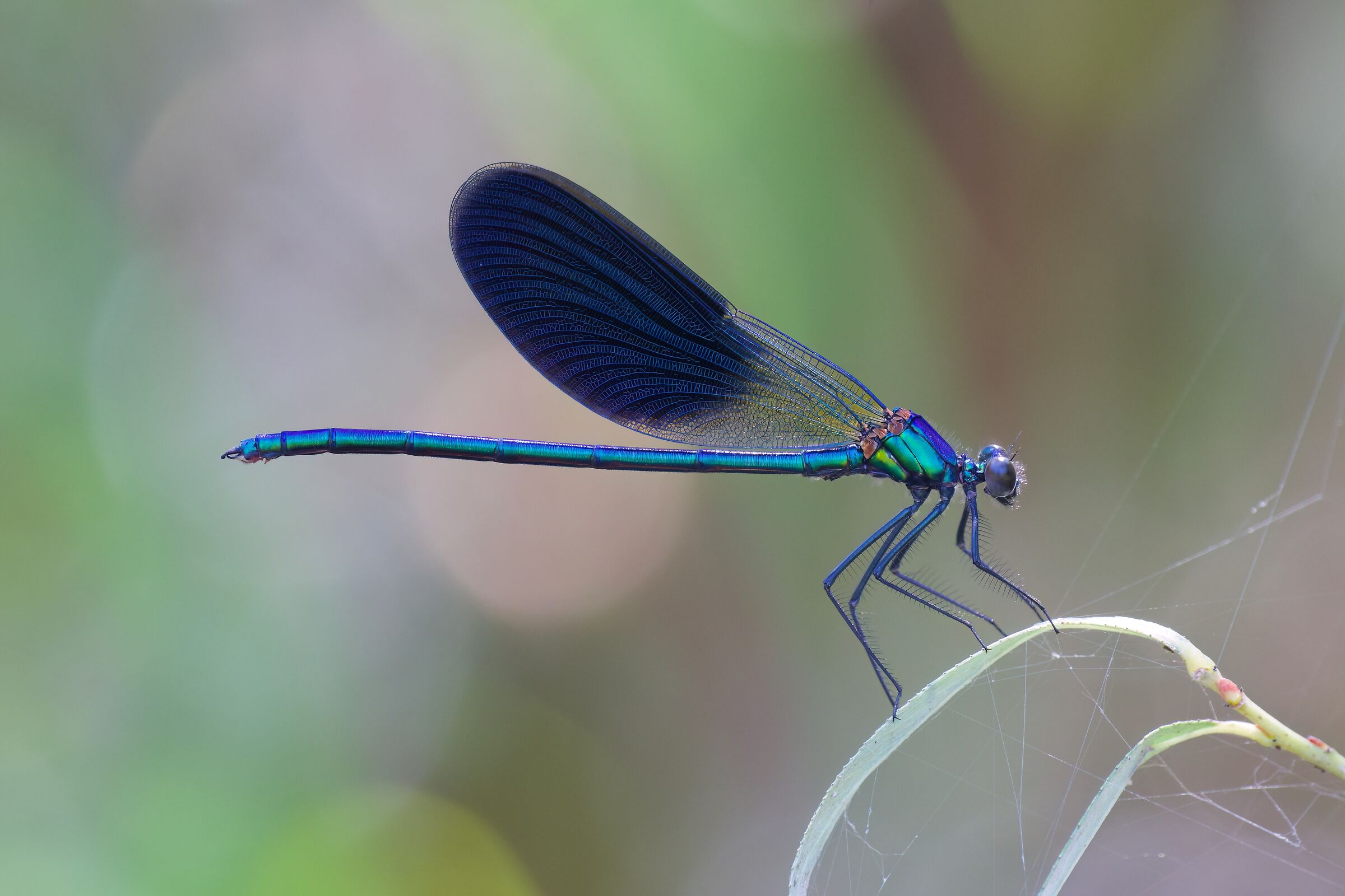 Calopteryx splendens, maschio
