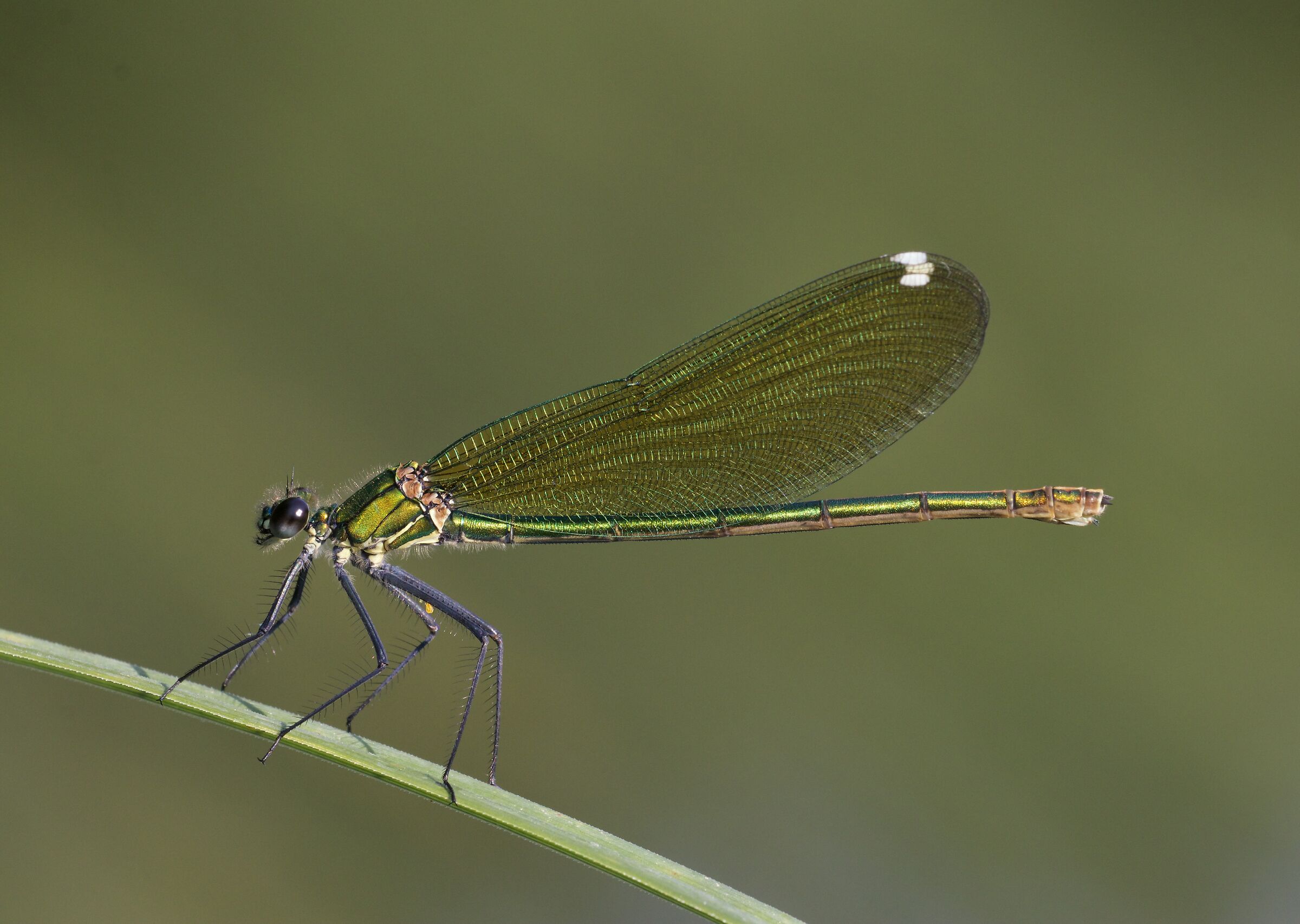 Calopteryx splendens femmina