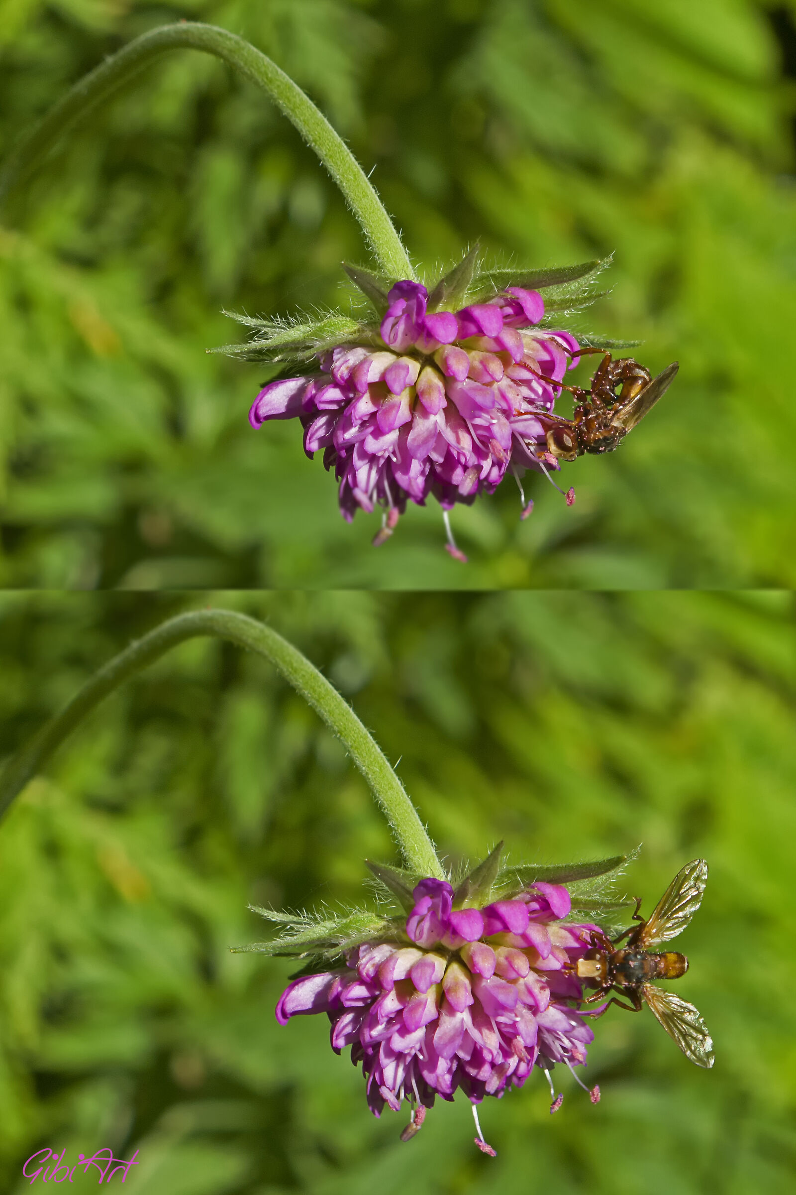 Fiore