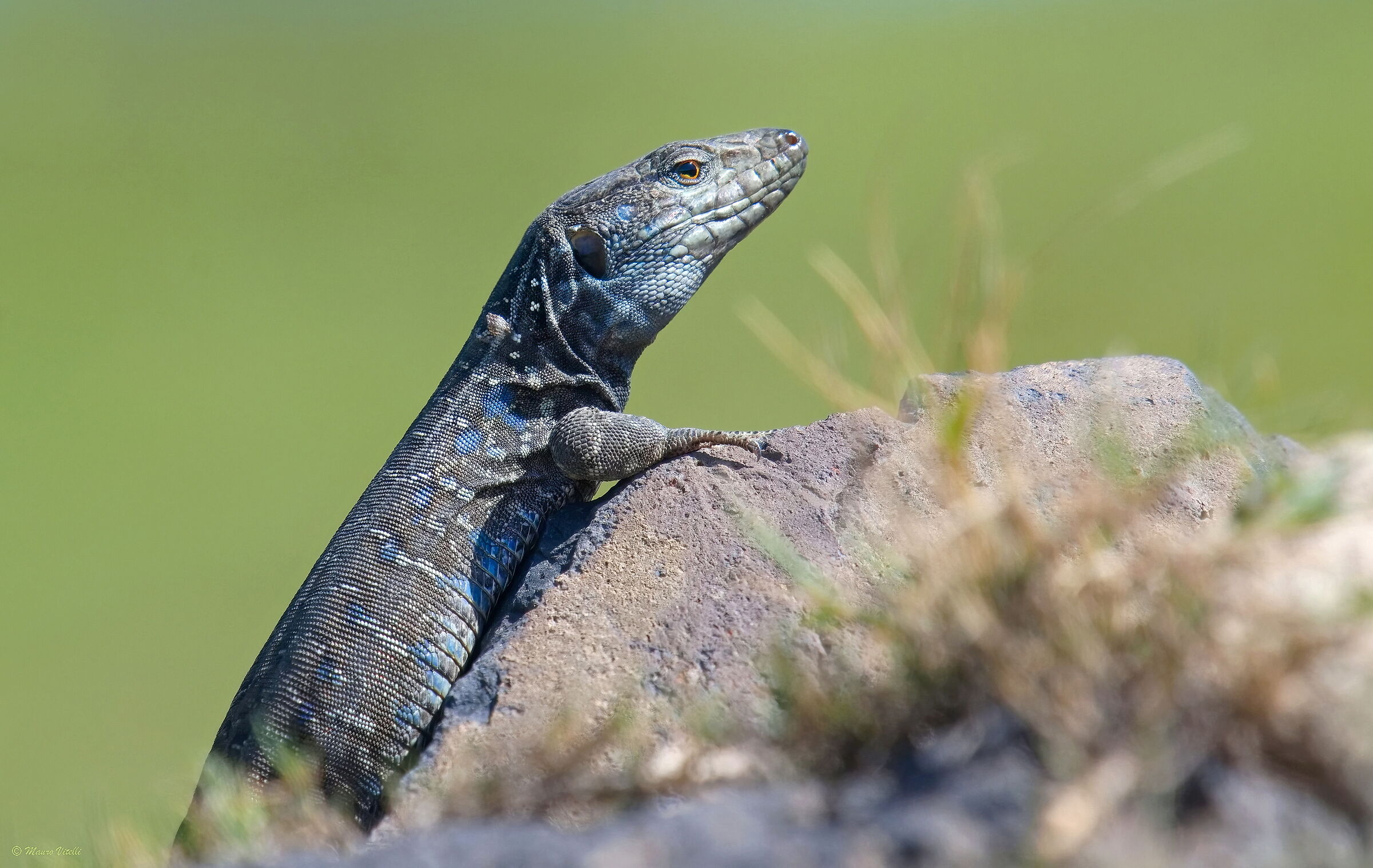 Tenerife lizard (Gallotia galloti)