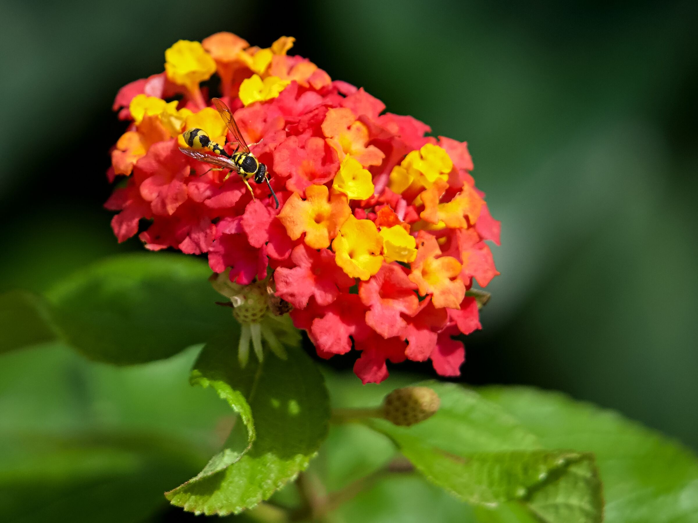 Wasp on lantana flower