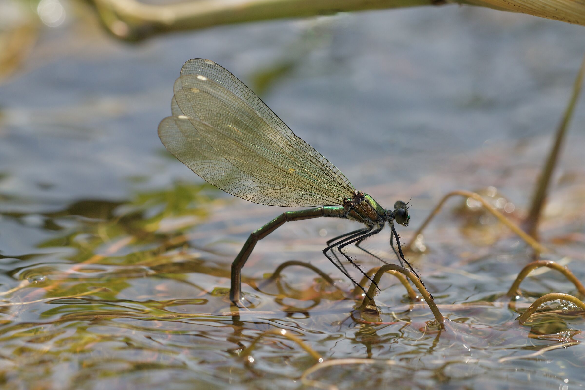 Deposizione di Calopteryx splendens