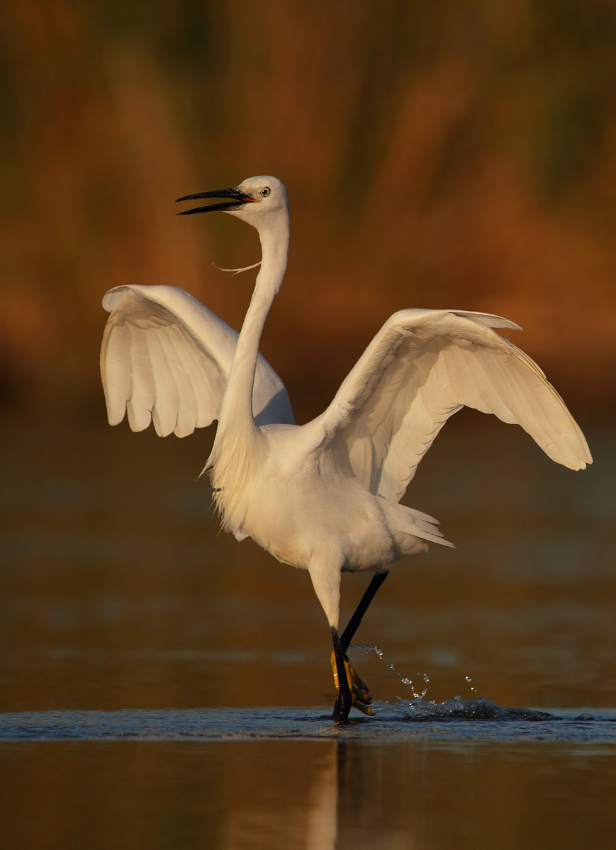 egret