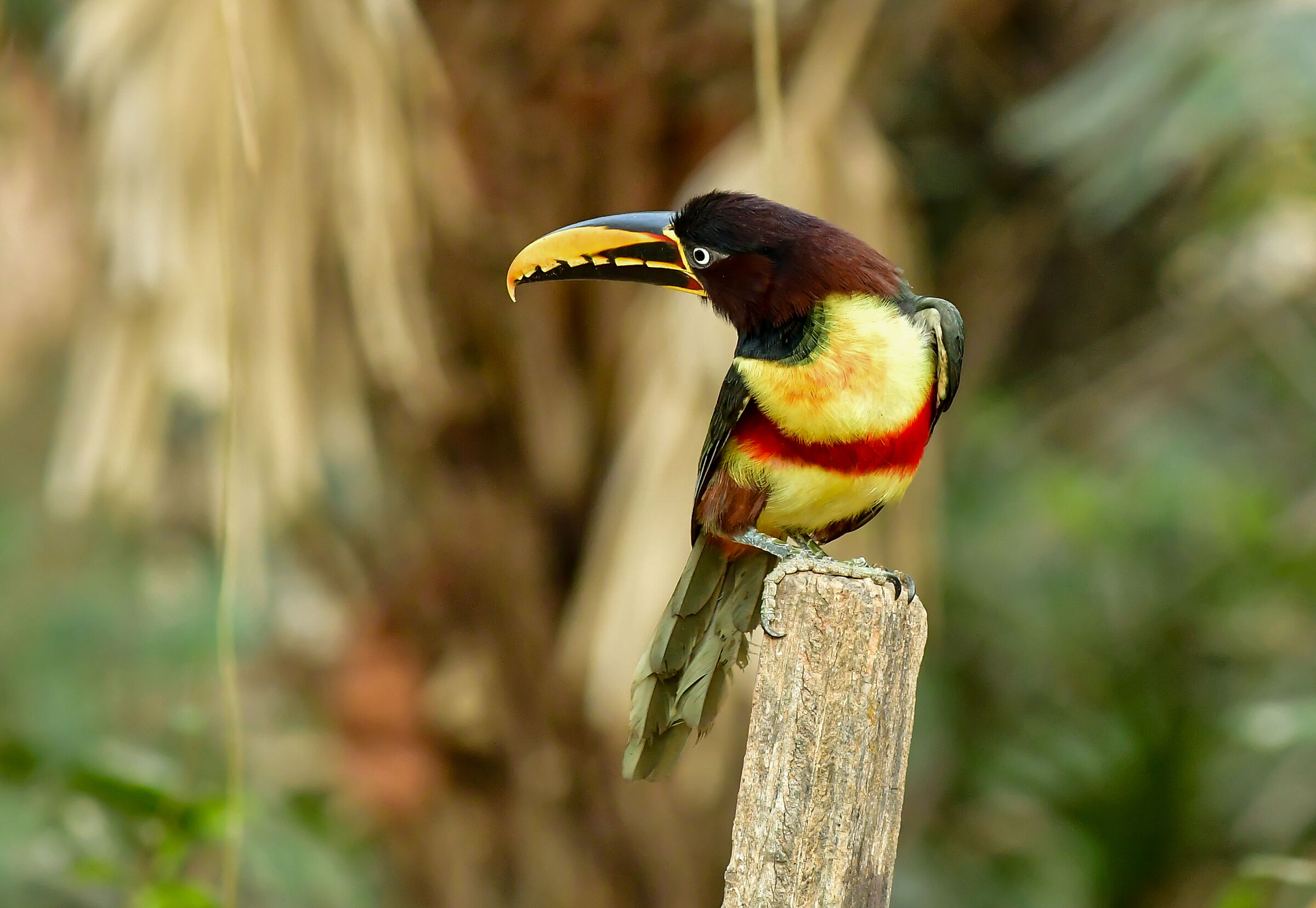 The Guancecastane aracari