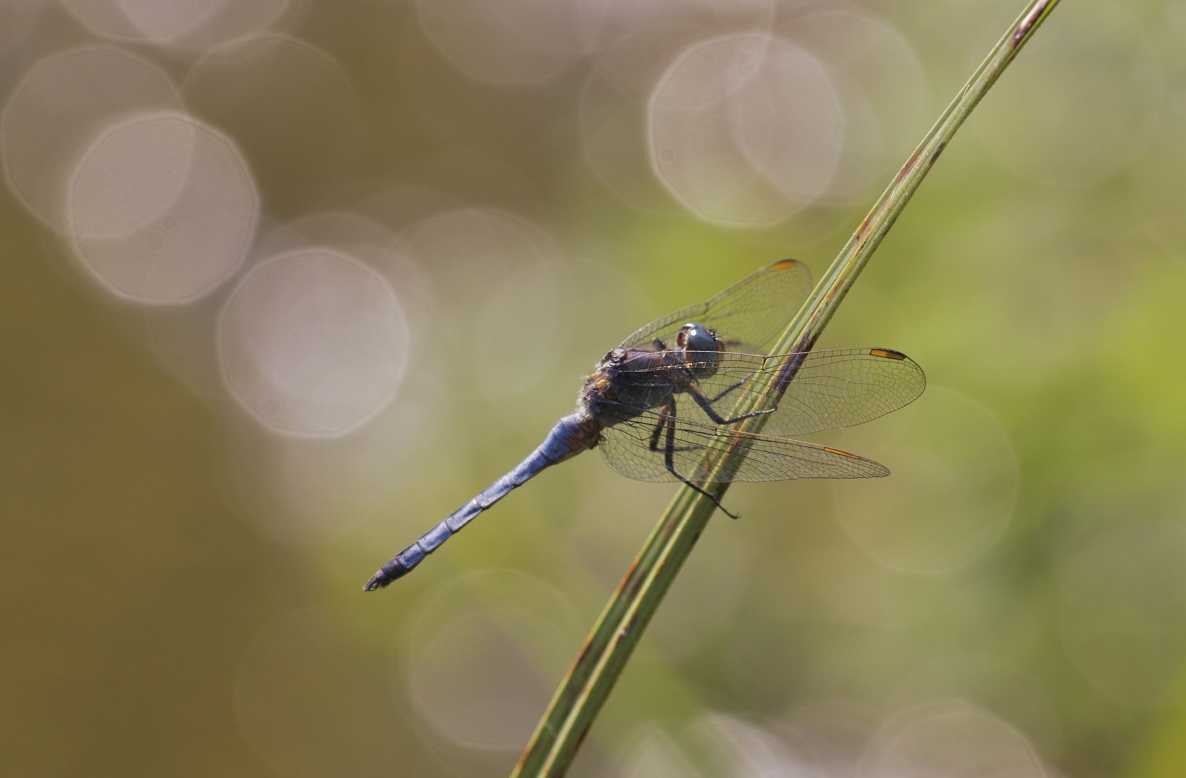 Orthetrum coerulescens