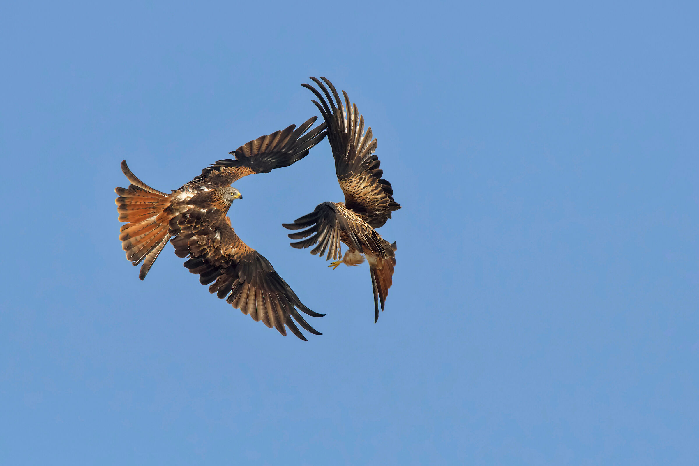 Red Kite (Milvus milvus) Fight in the Skies