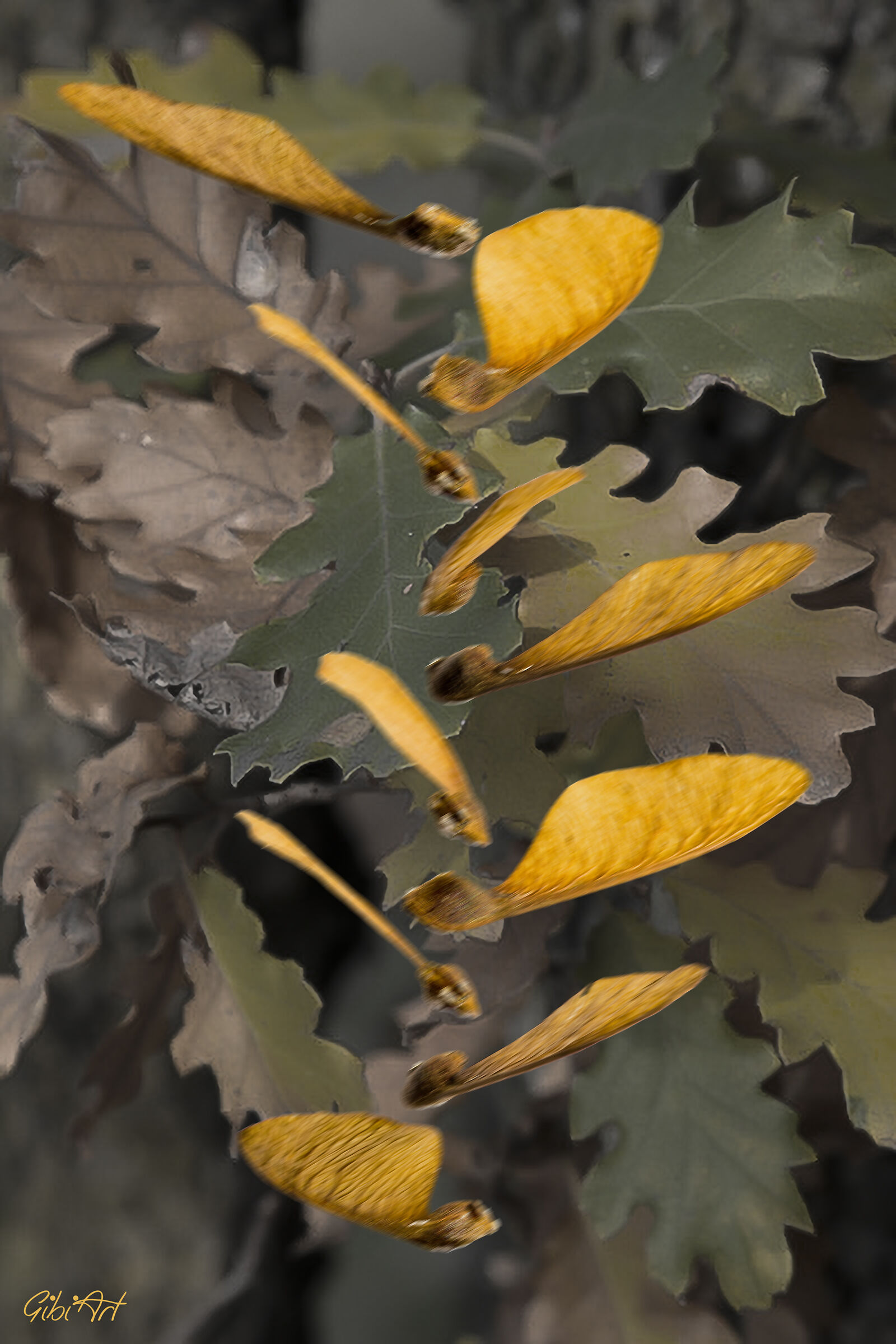 Quercia