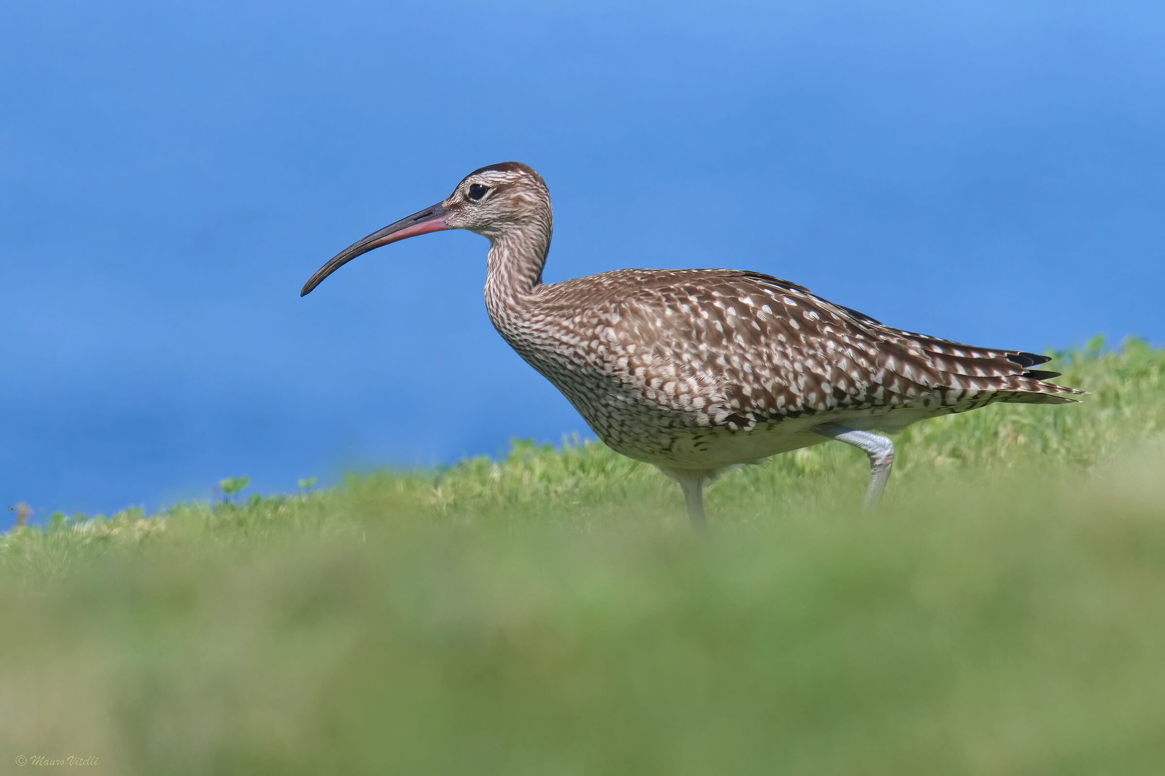 Curlew (Numenius phaeopus)