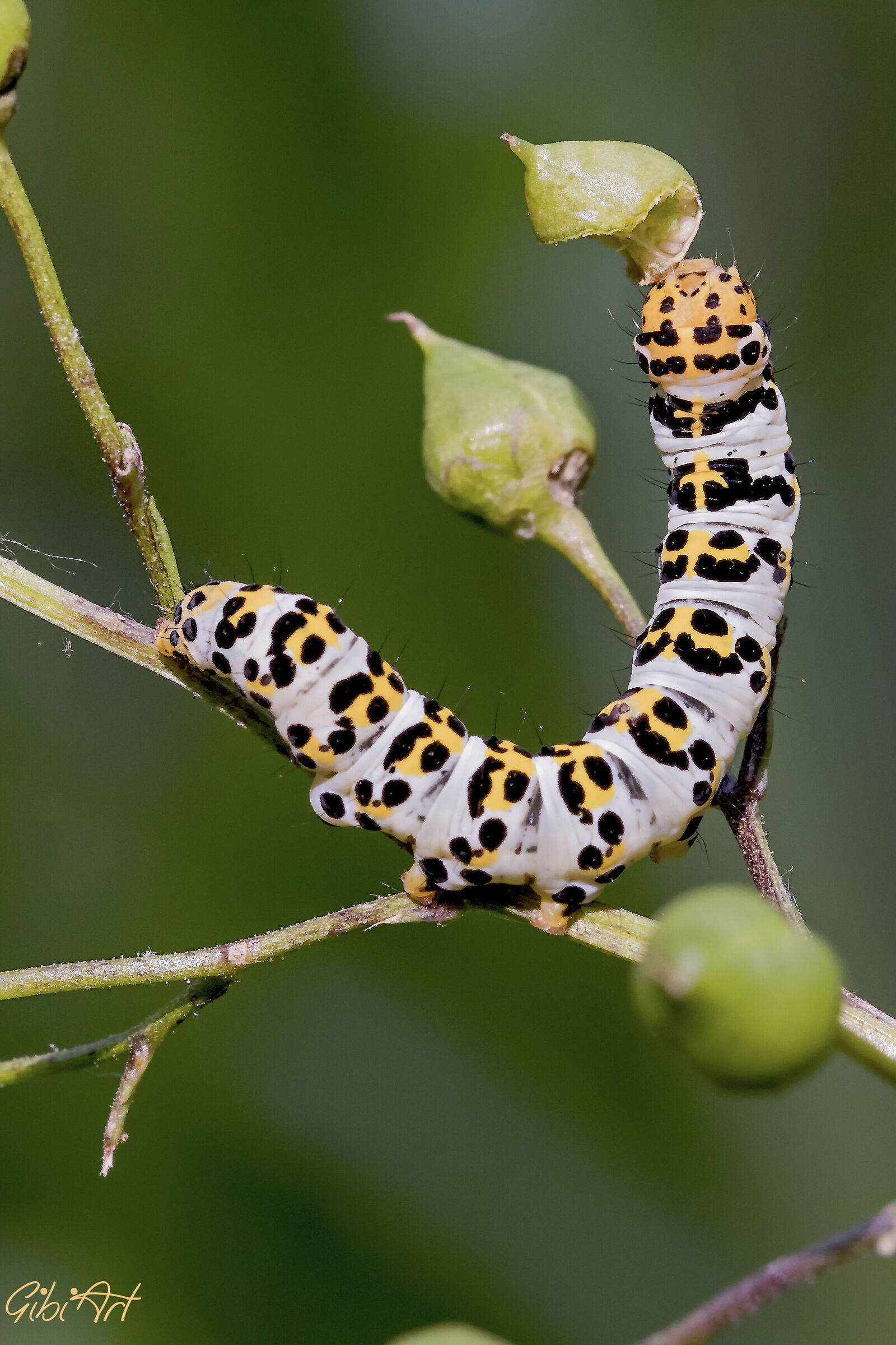 caterpillar