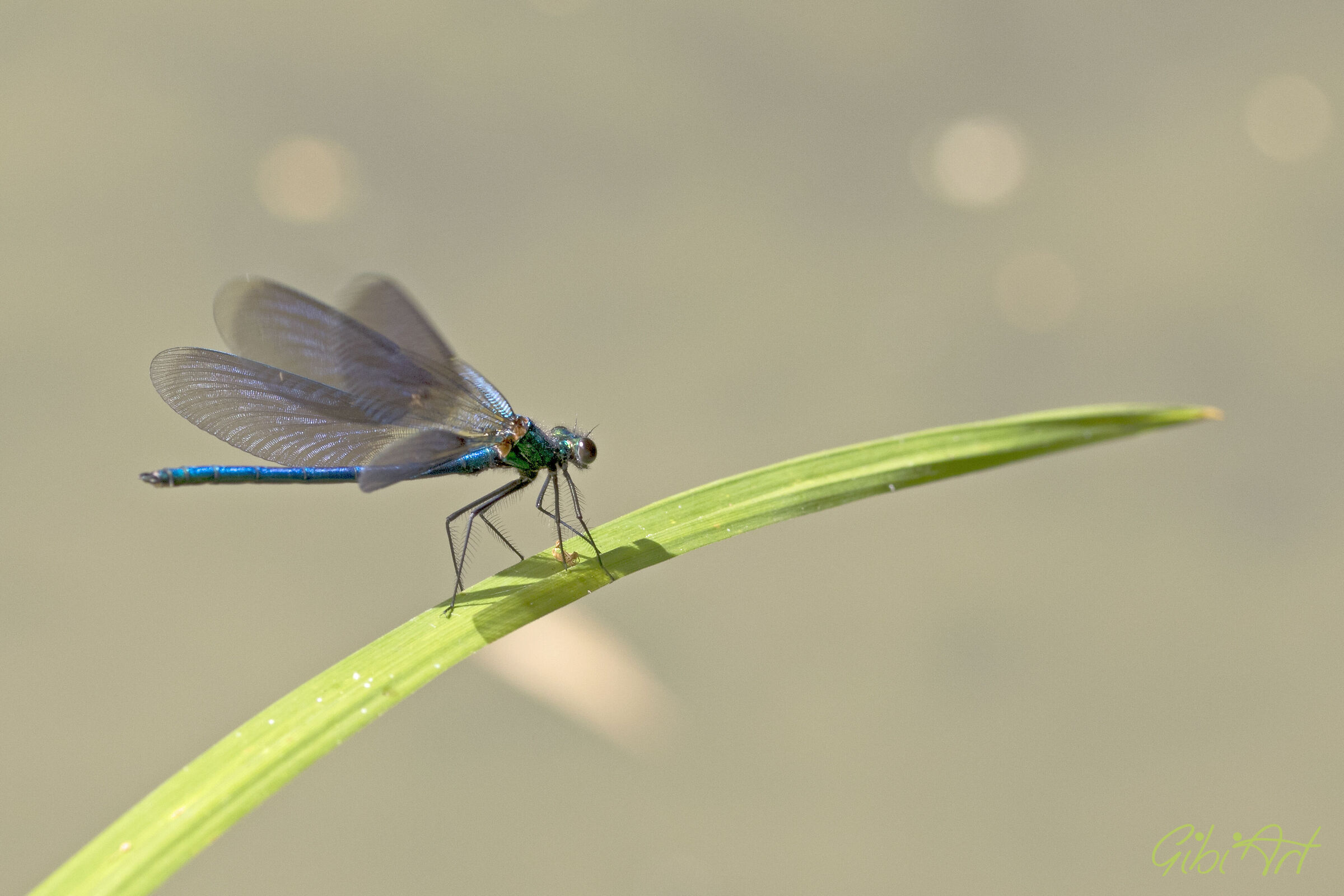 libellula