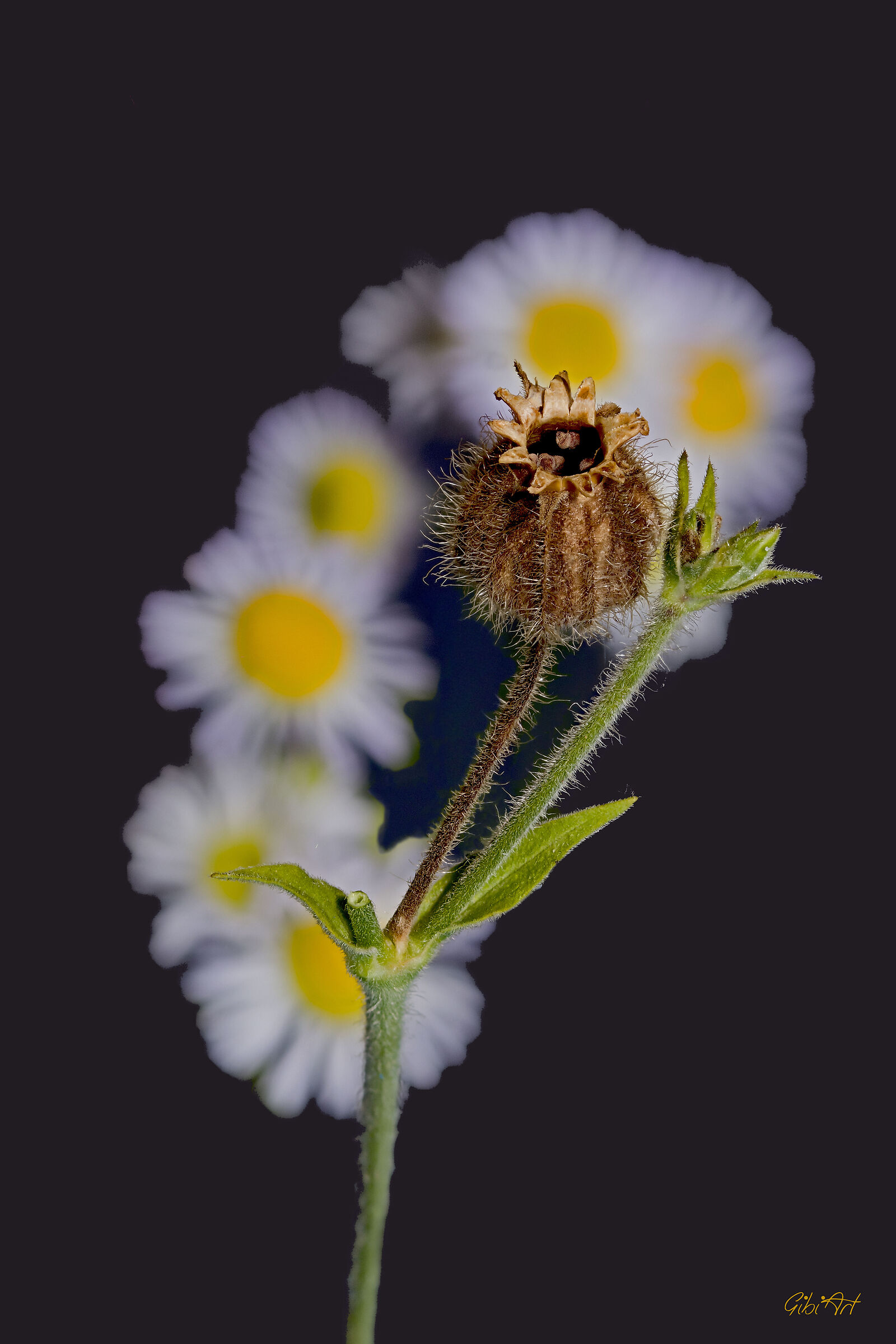 fiore secco