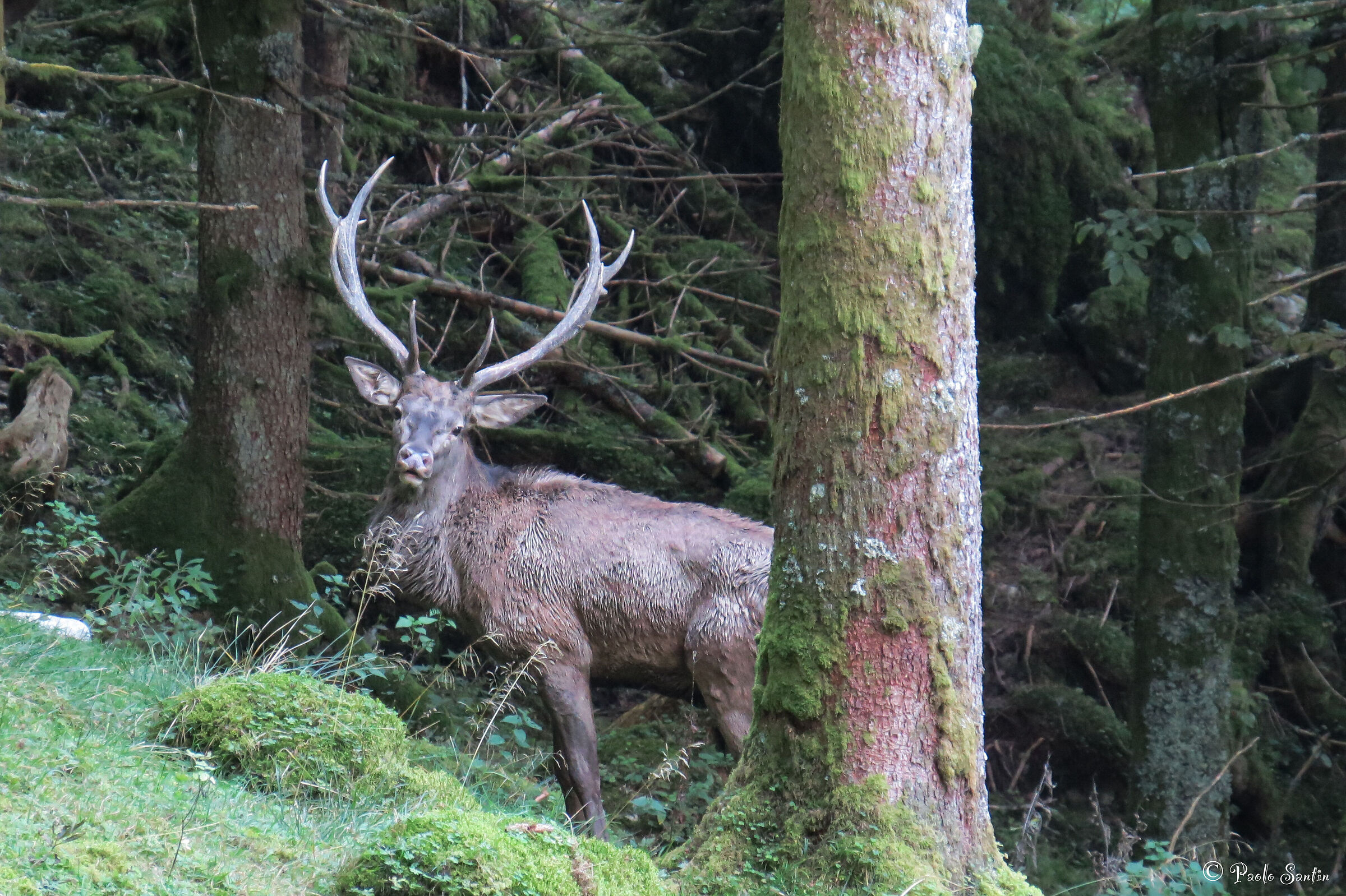 Red deer