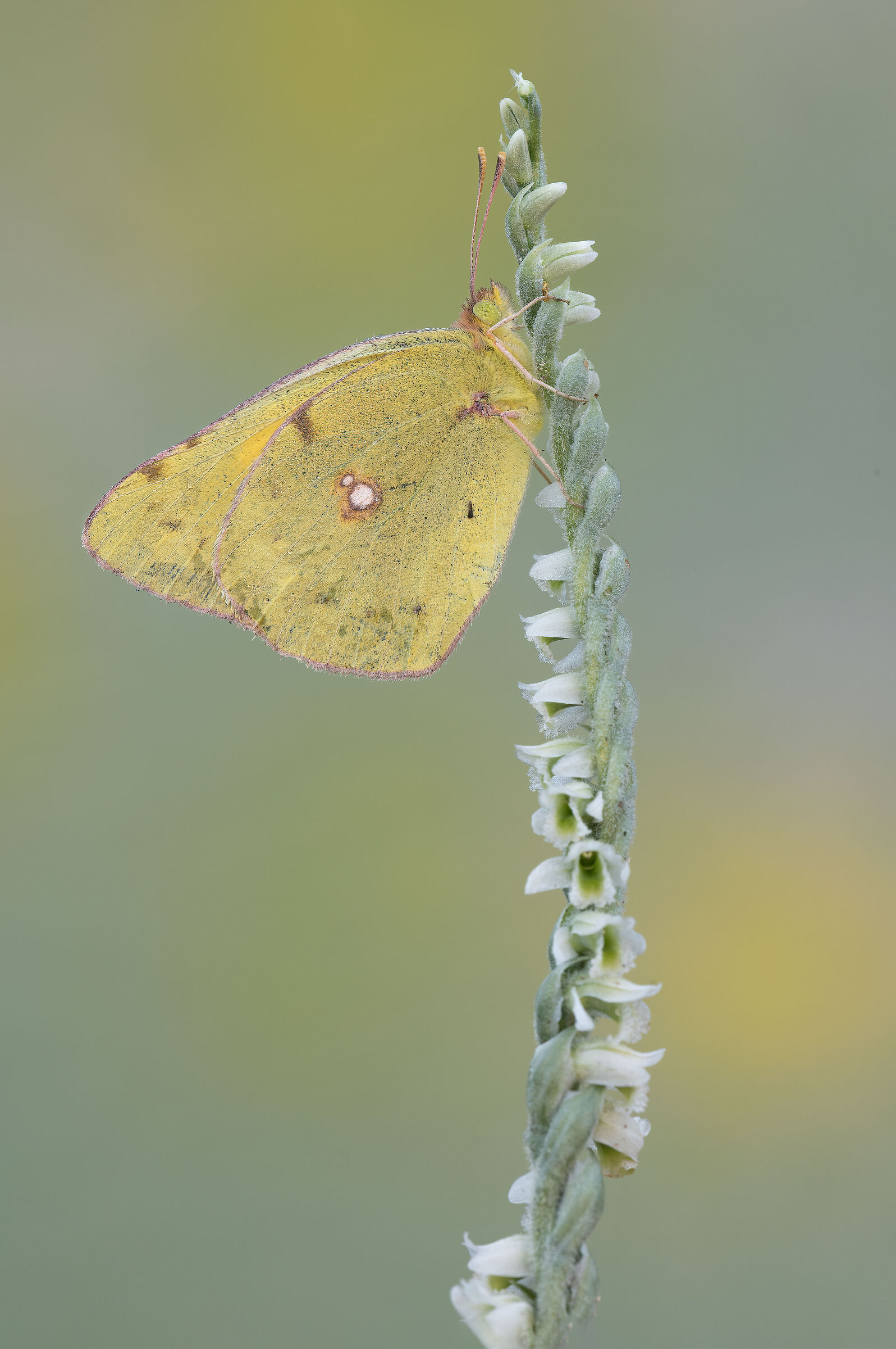 Colias on spiranthes spiralis