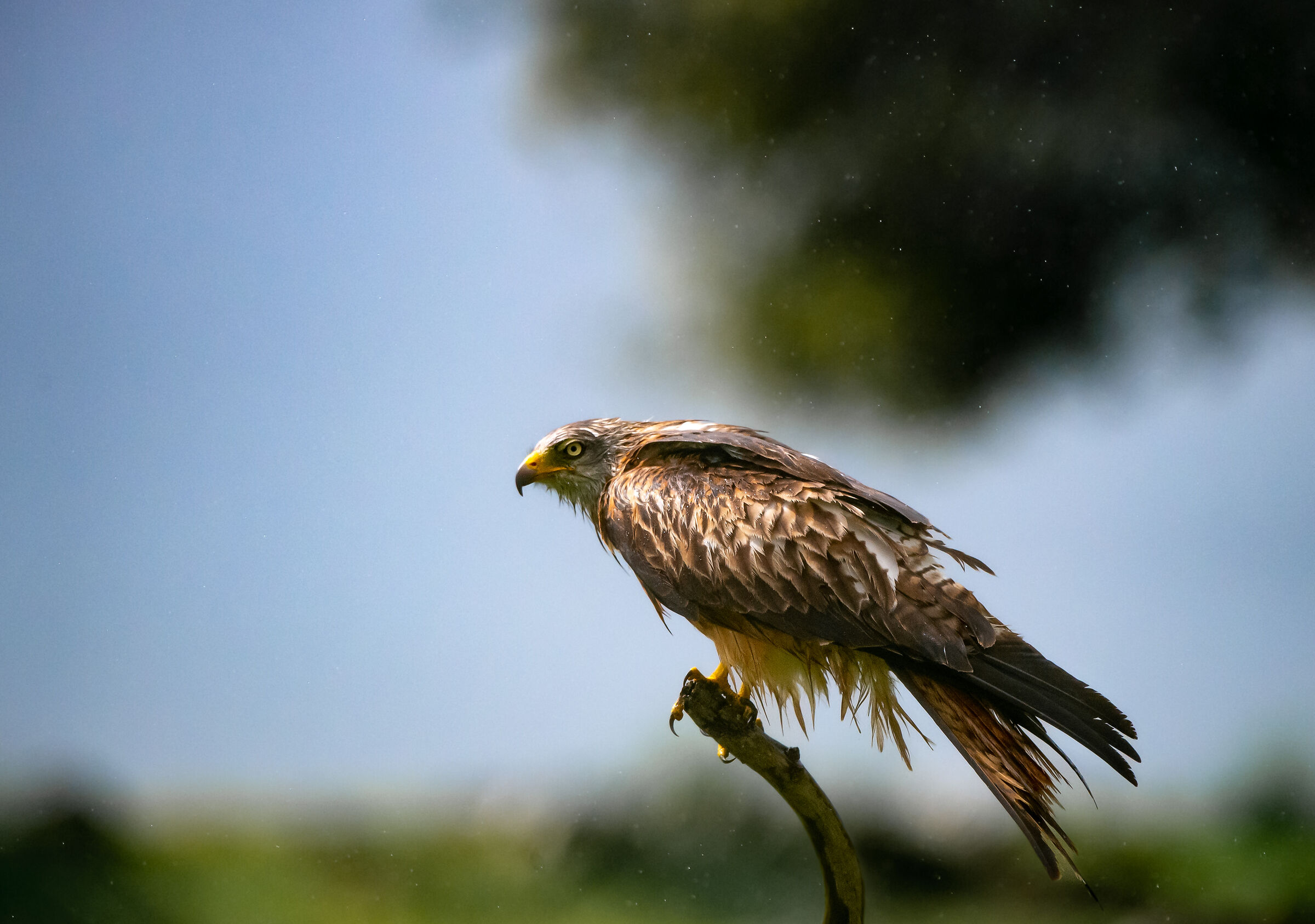 Red kite