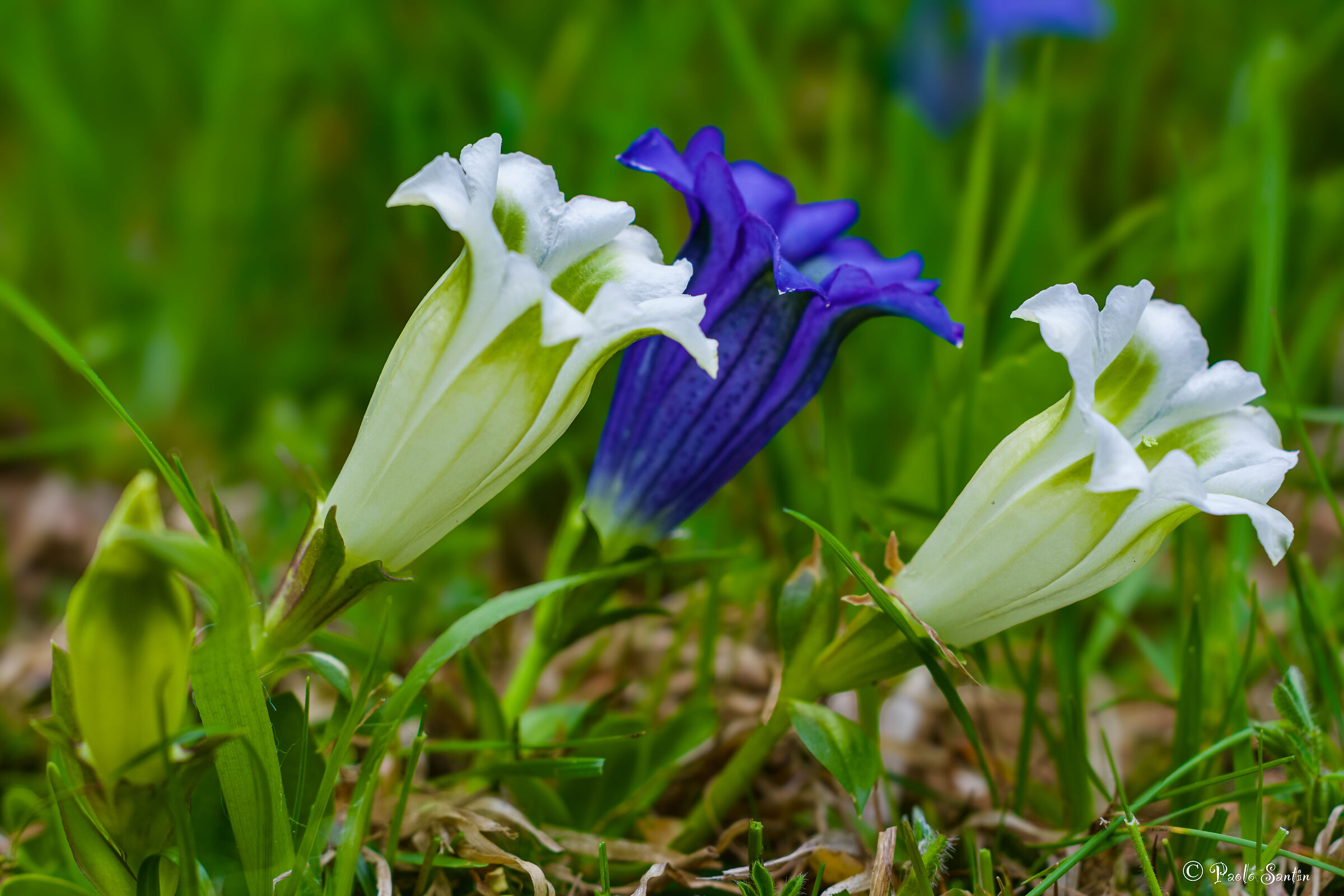 The wonderful Alpine Gentians