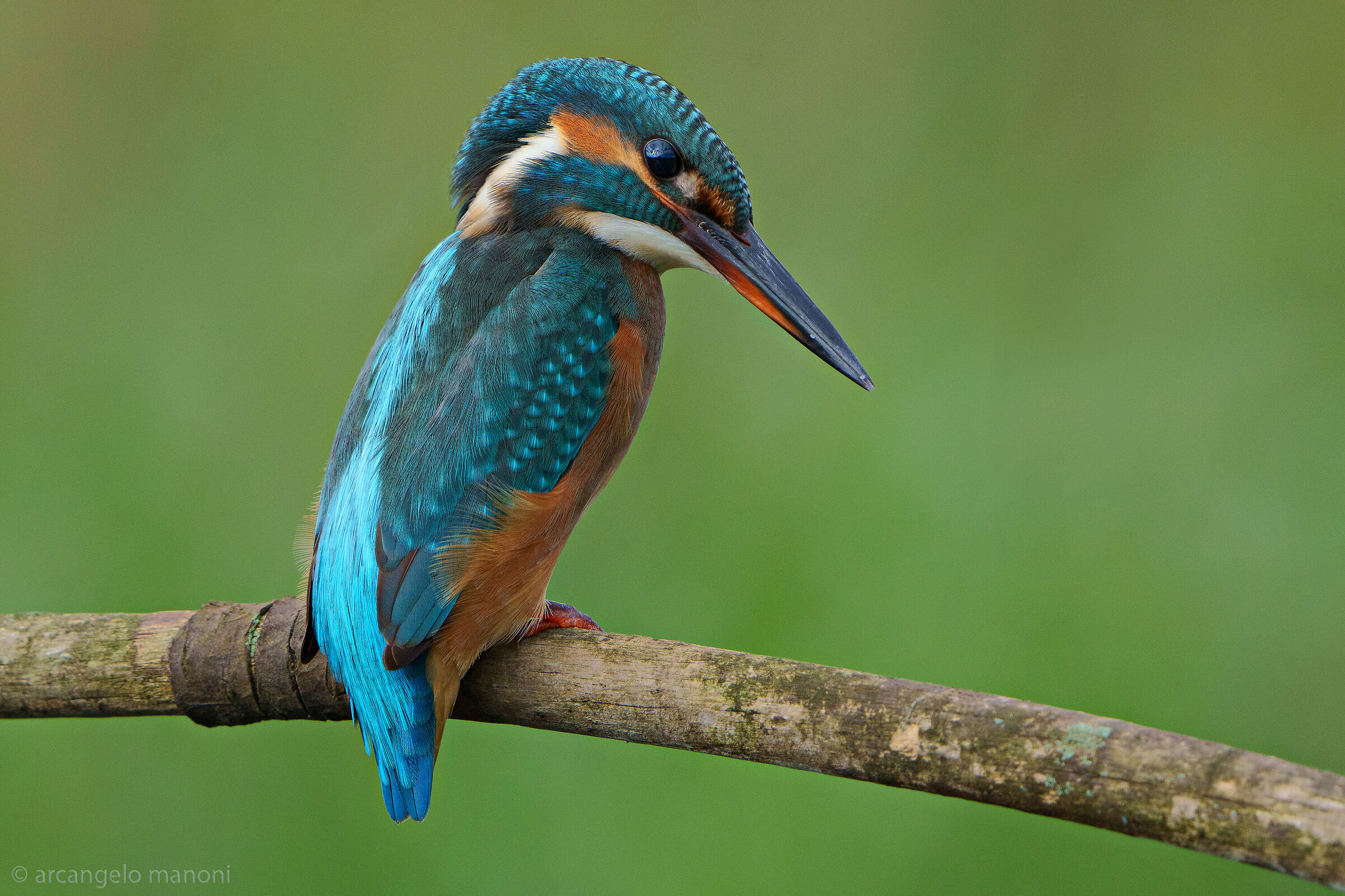 Meravigliosa creatura...............