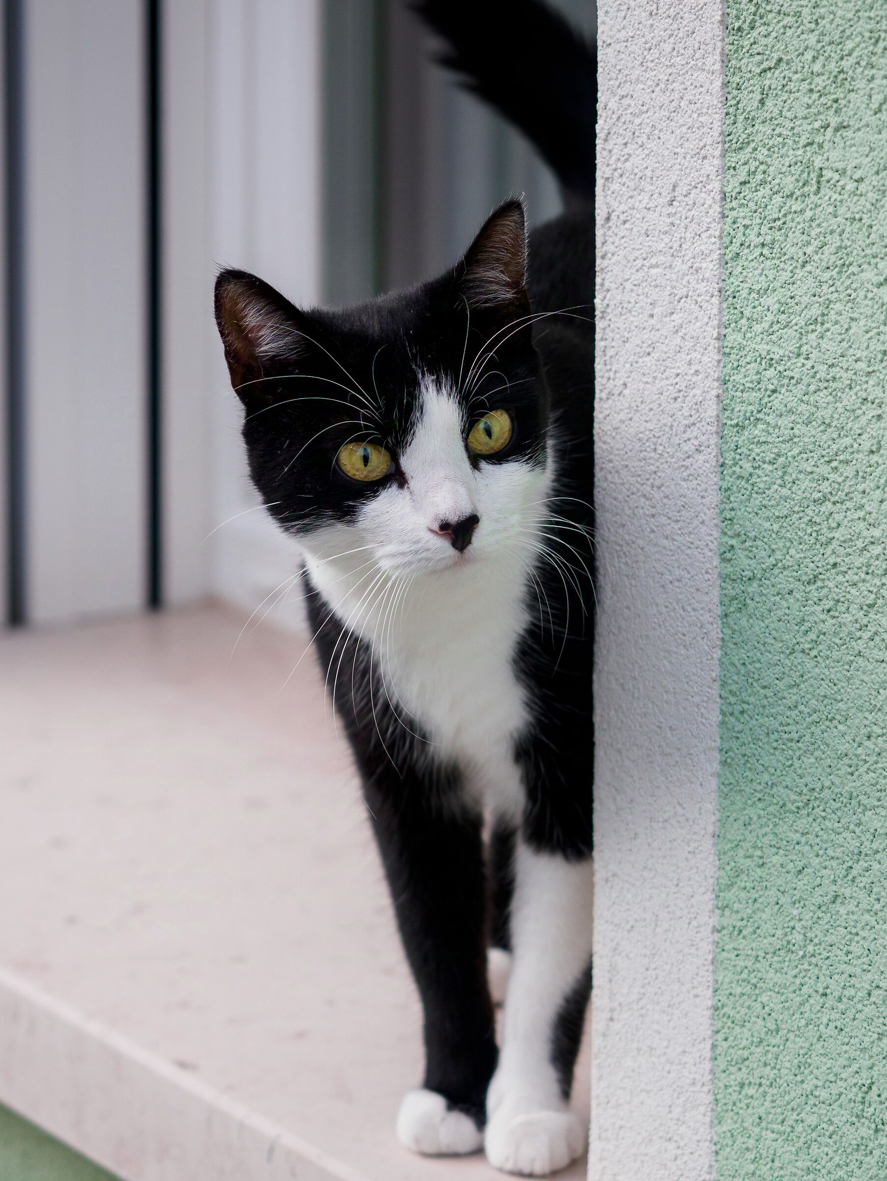 Gatto sulla finestra