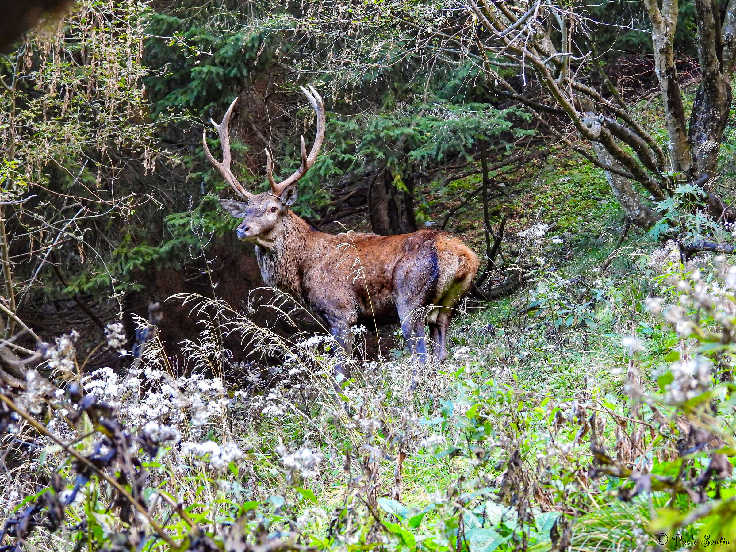 Red deer! Strong as a bull