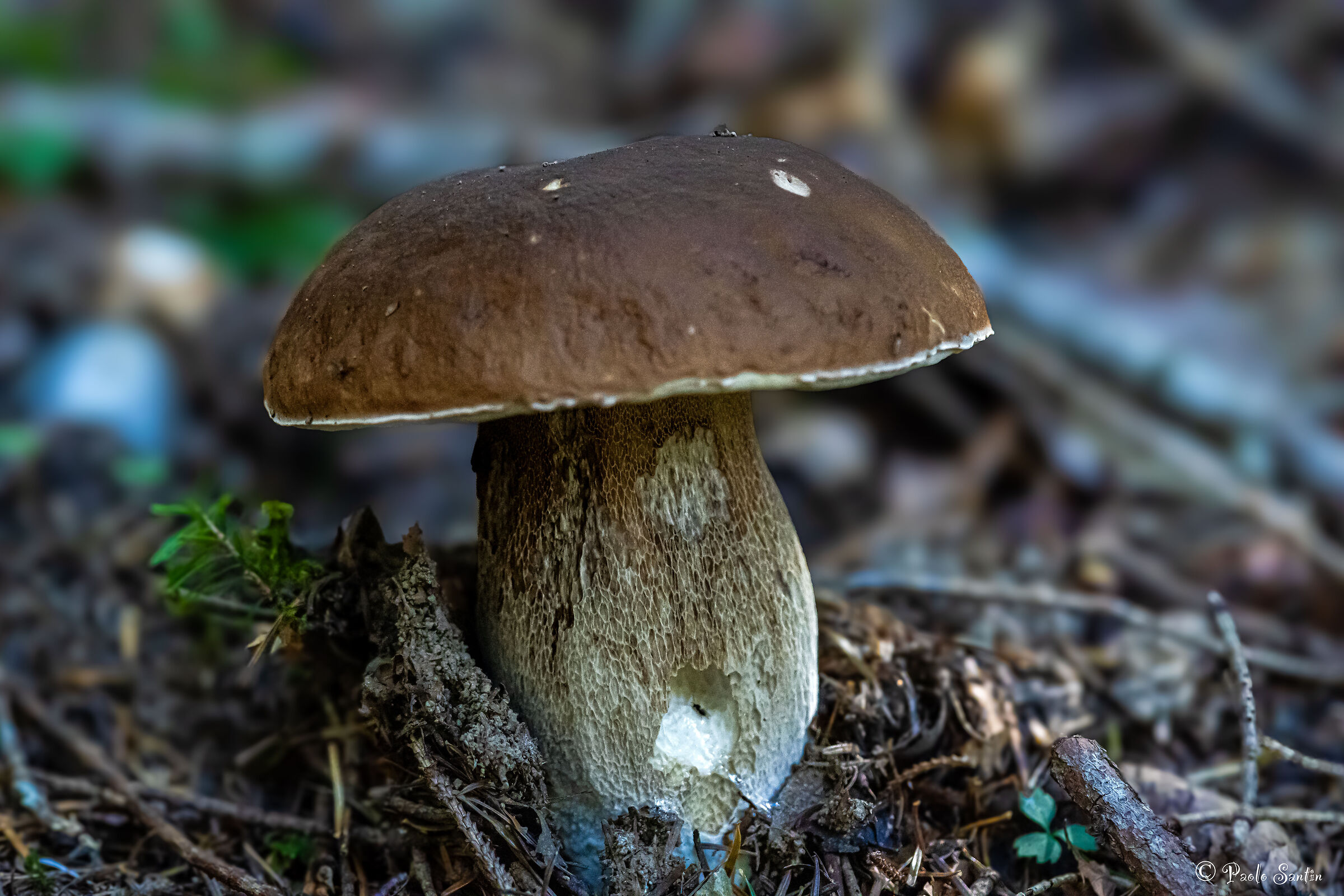 Il porcino (commestibile)