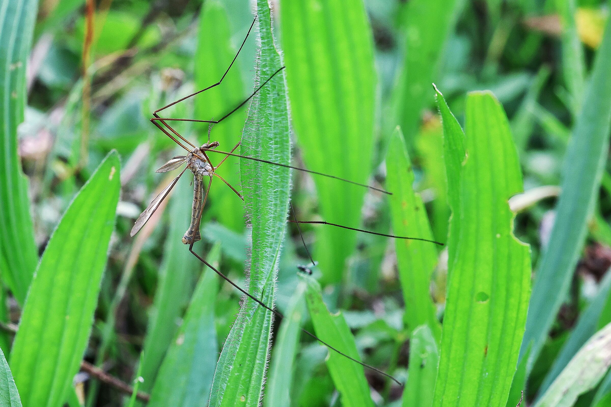 Tipula sp.